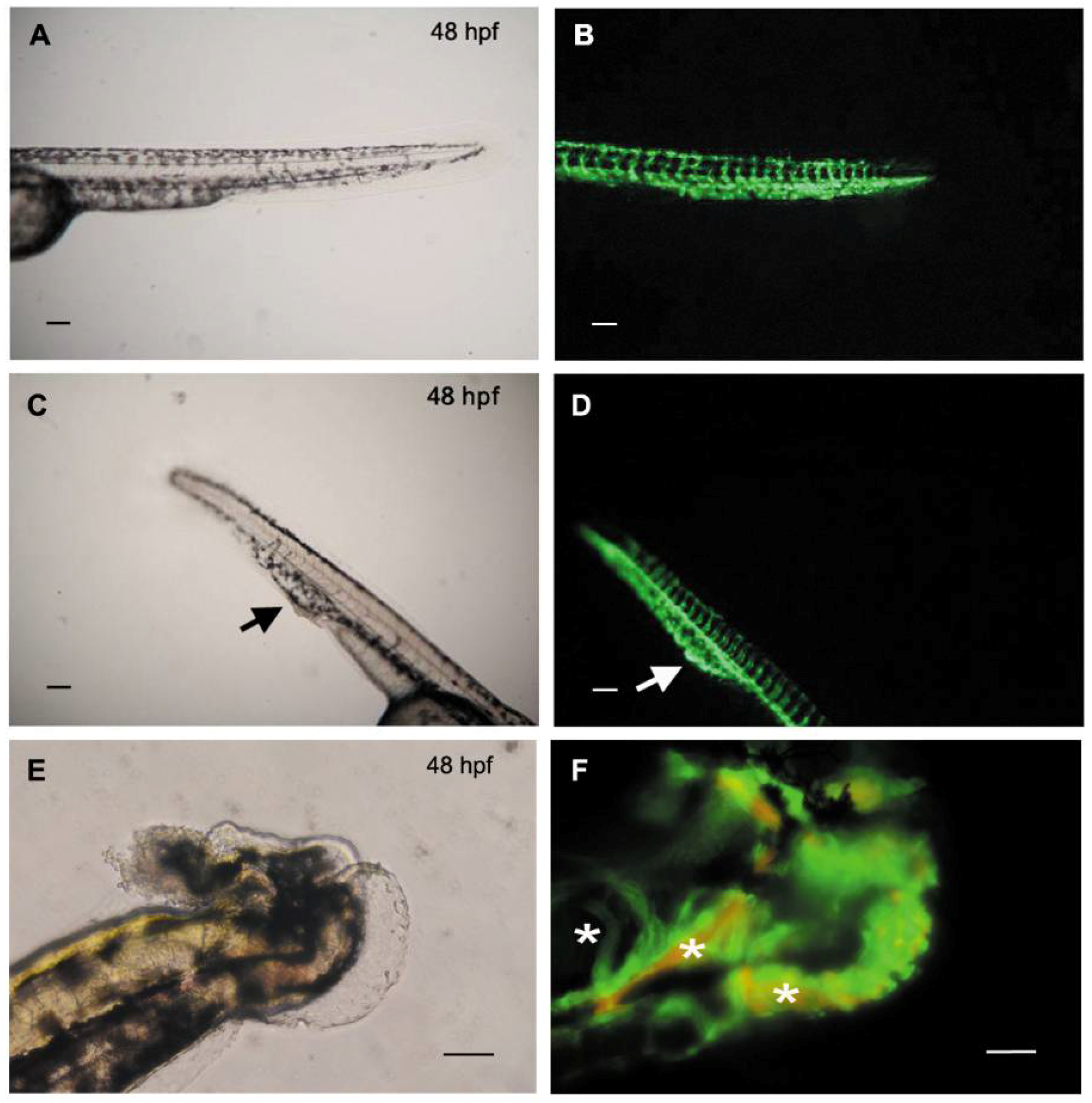 Jcm 07 00537 g004 Jcm 07 00537 g004