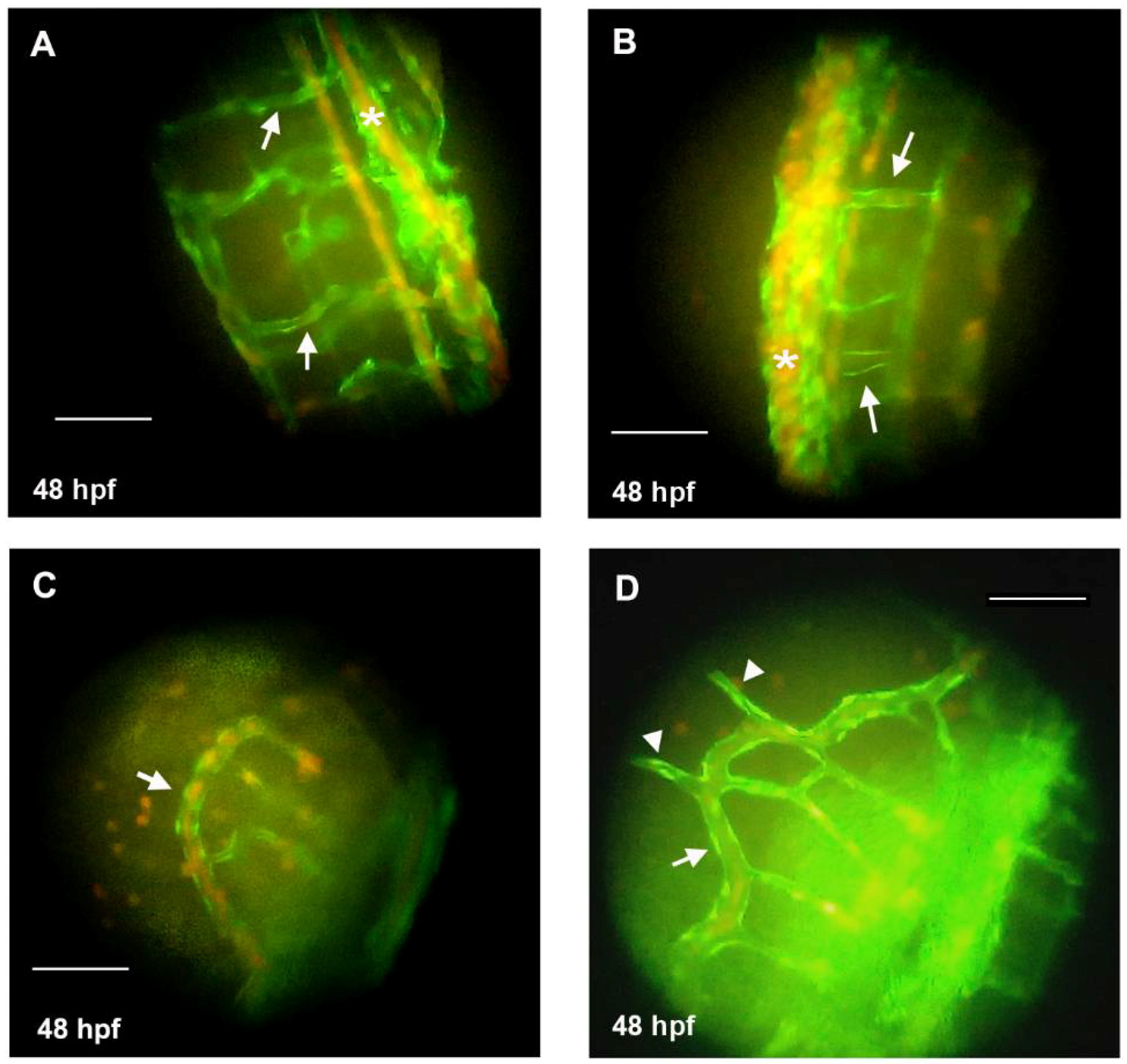 Jcm 07 00537 g005 Jcm 07 00537 g005