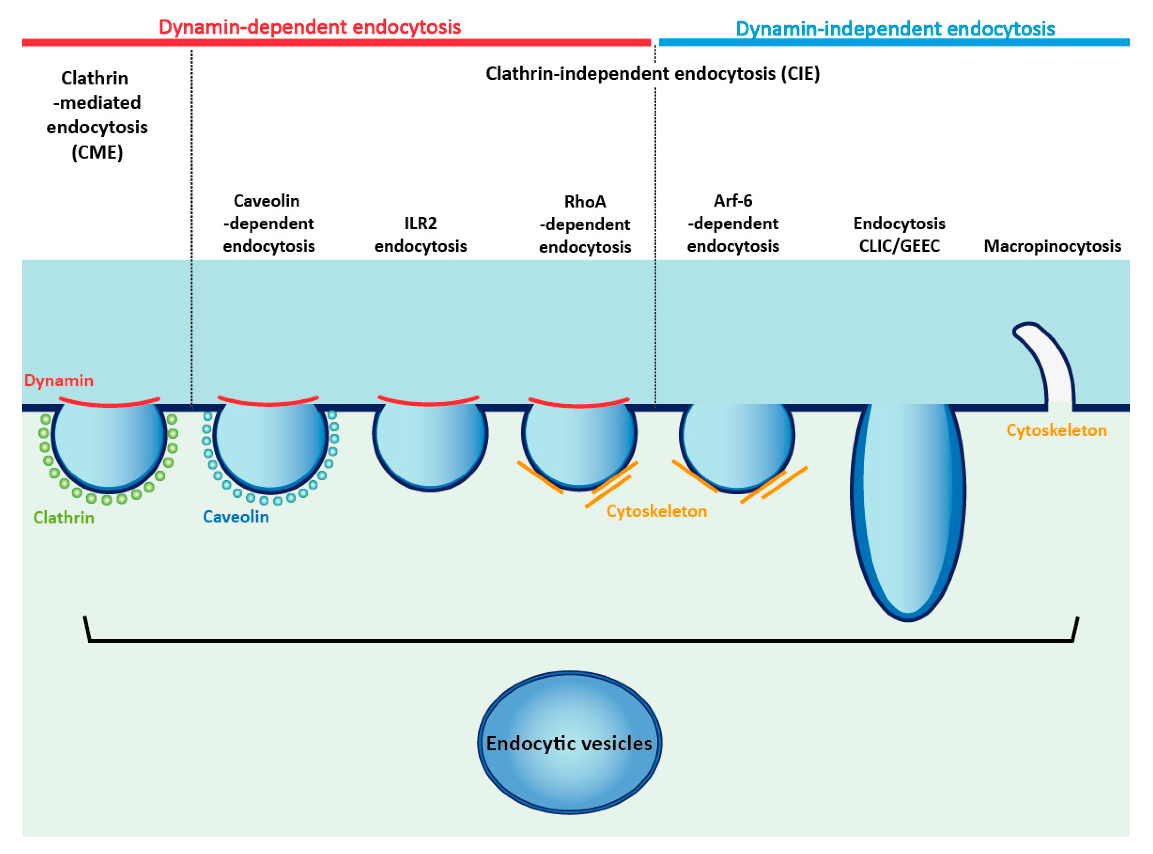 Jcm Free Full Text Targeting Cellular Trafficking Of