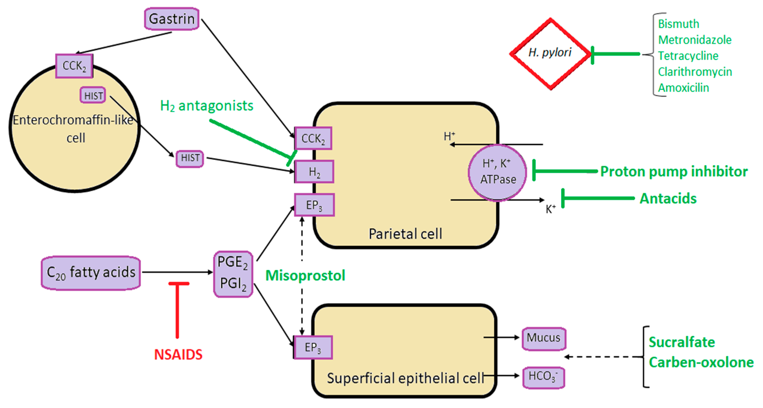 Anti-ulcer therapeutic techniques