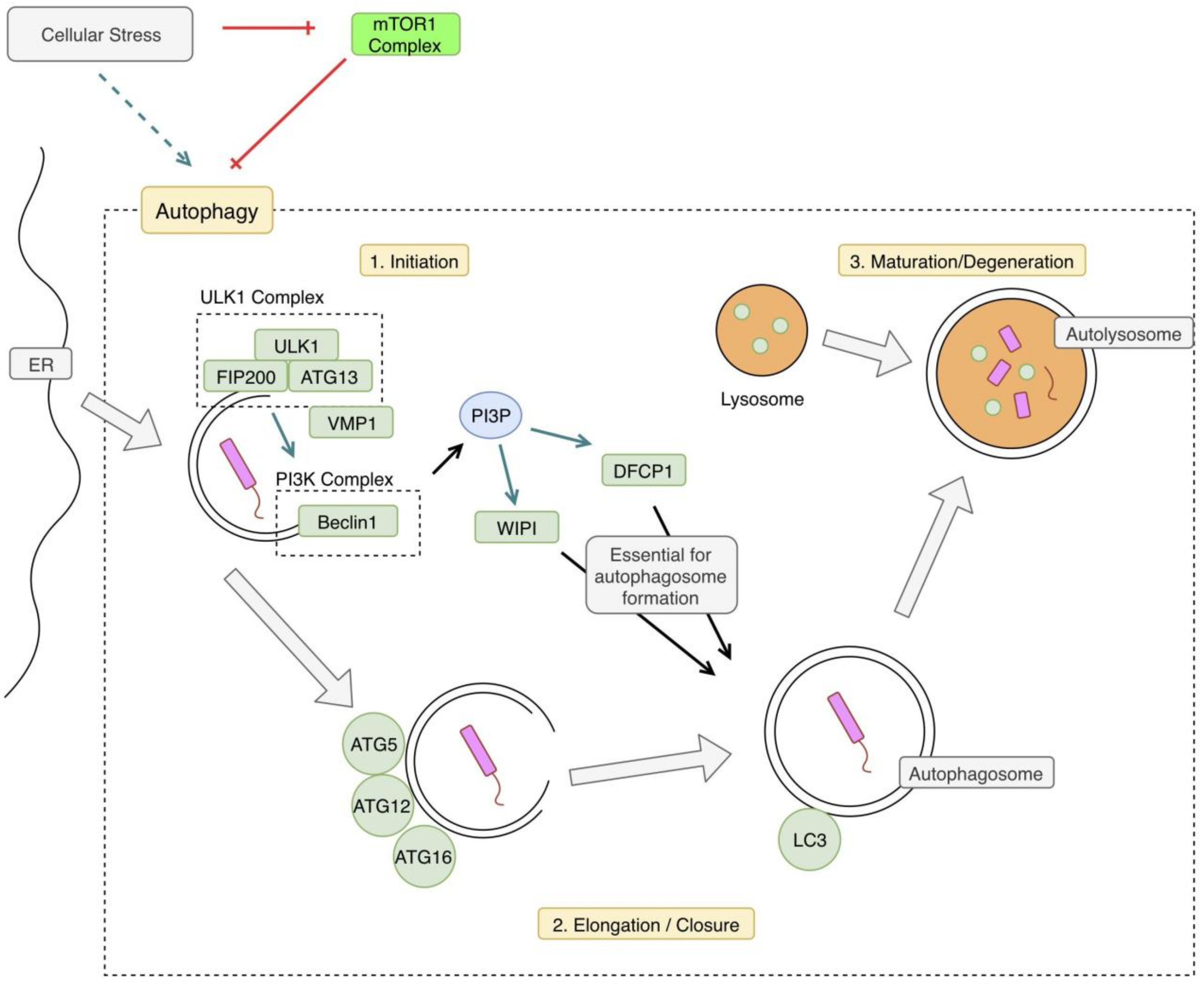 Jcm 08 00232 g001 Jcm 08 00232 g001