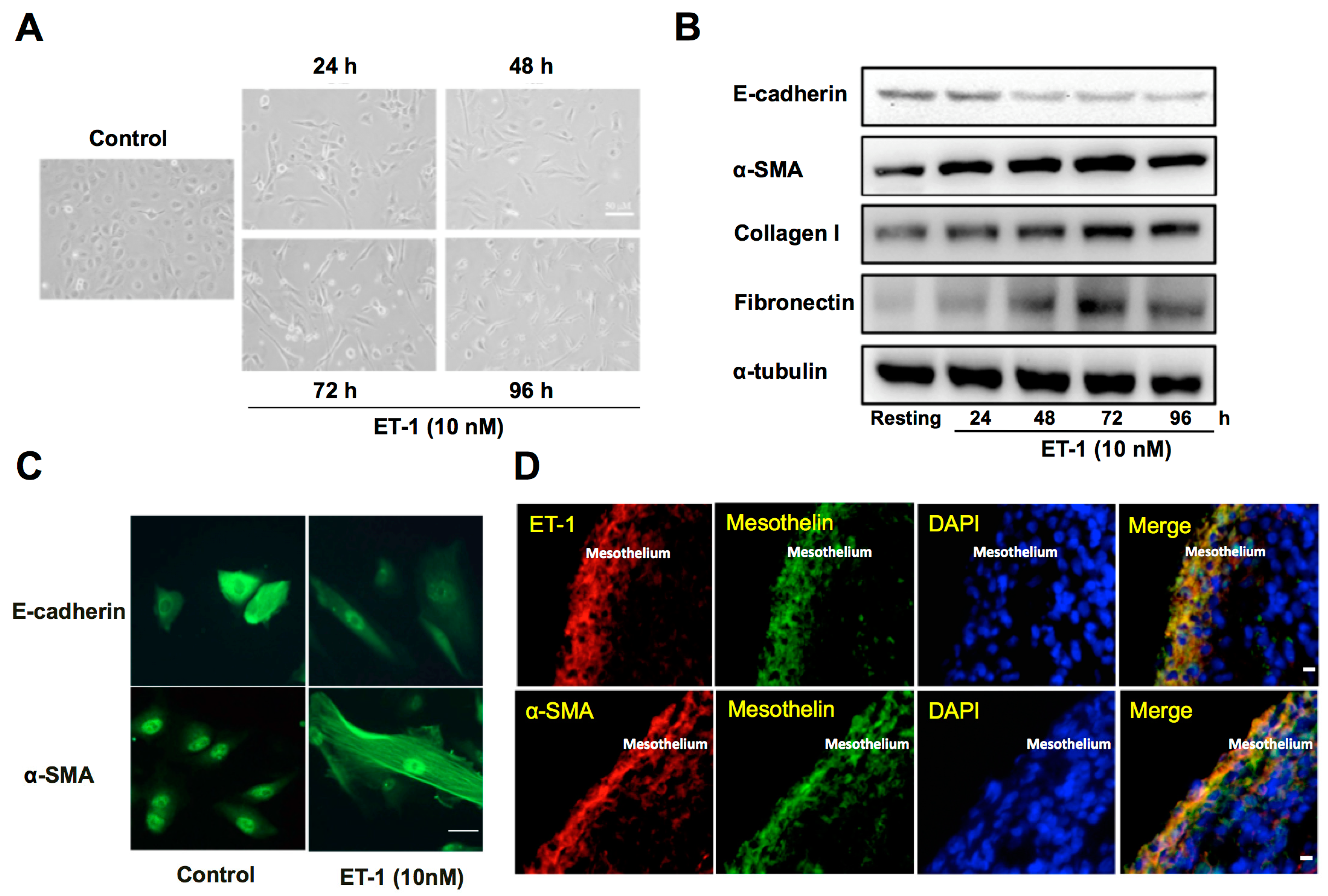 Jcm 08 00426 g004 Jcm 08 00426 g004