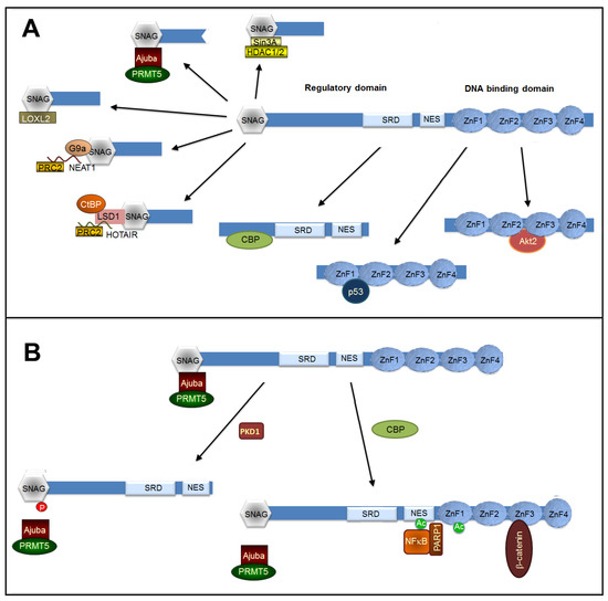 JCM Free FullText Snail1 A Transcriptional Factor Controlled at