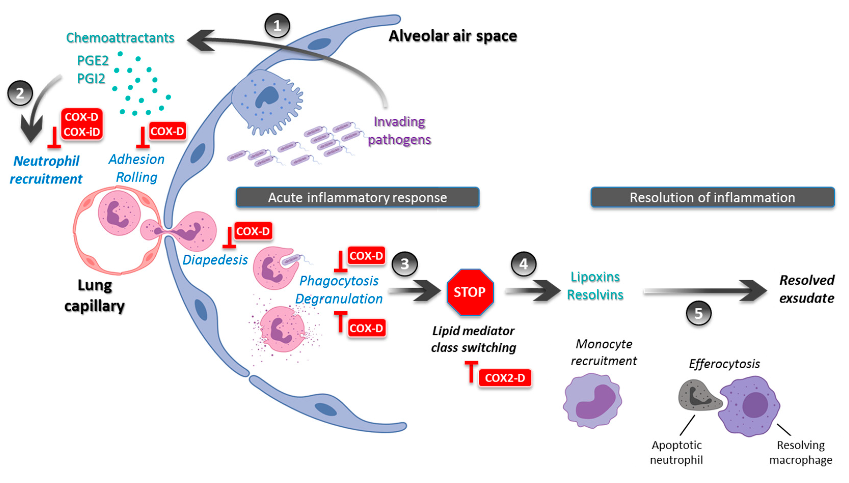 Cenas antiinflamatorias