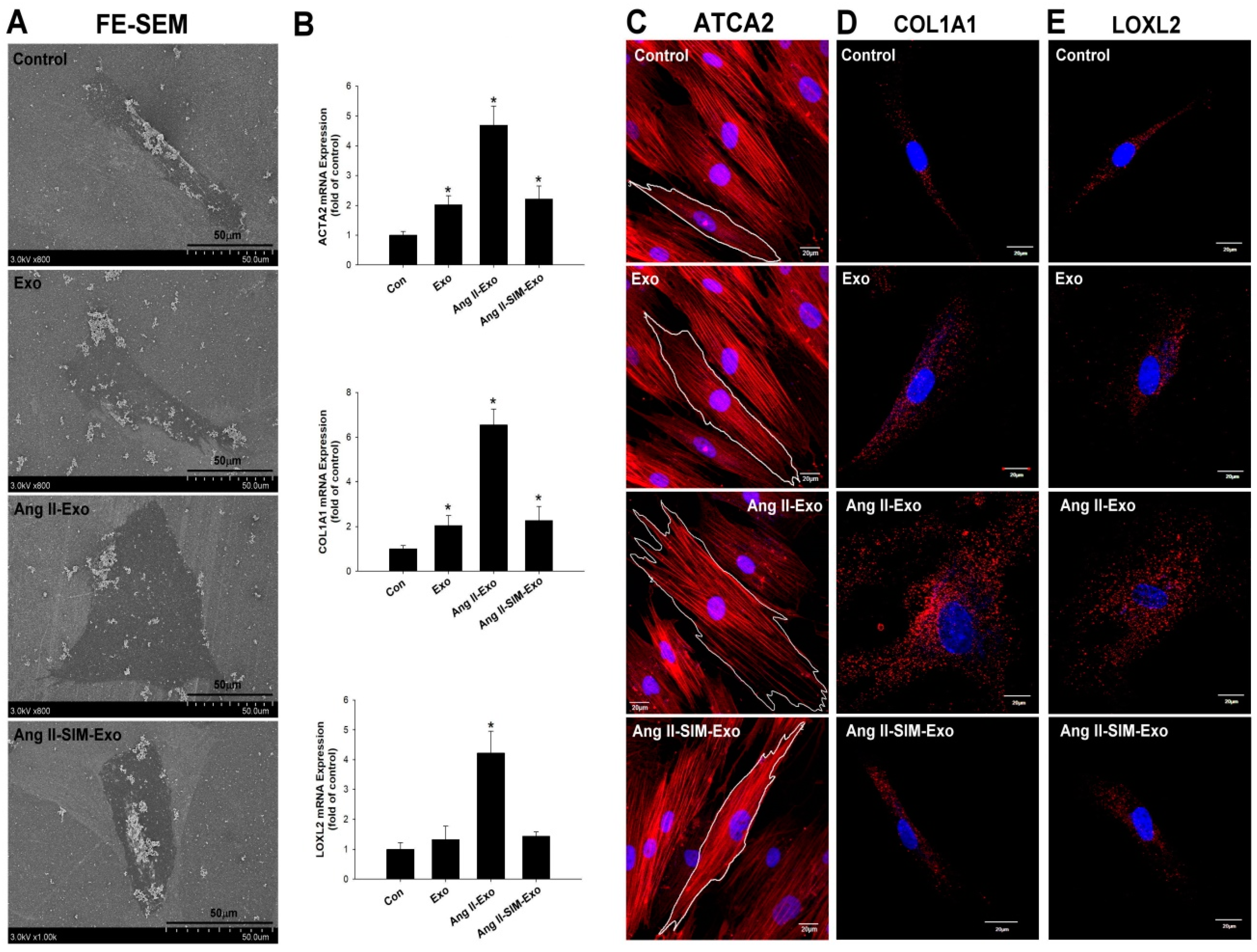 Jcm 08 00794 g004 Jcm 08 00794 g004