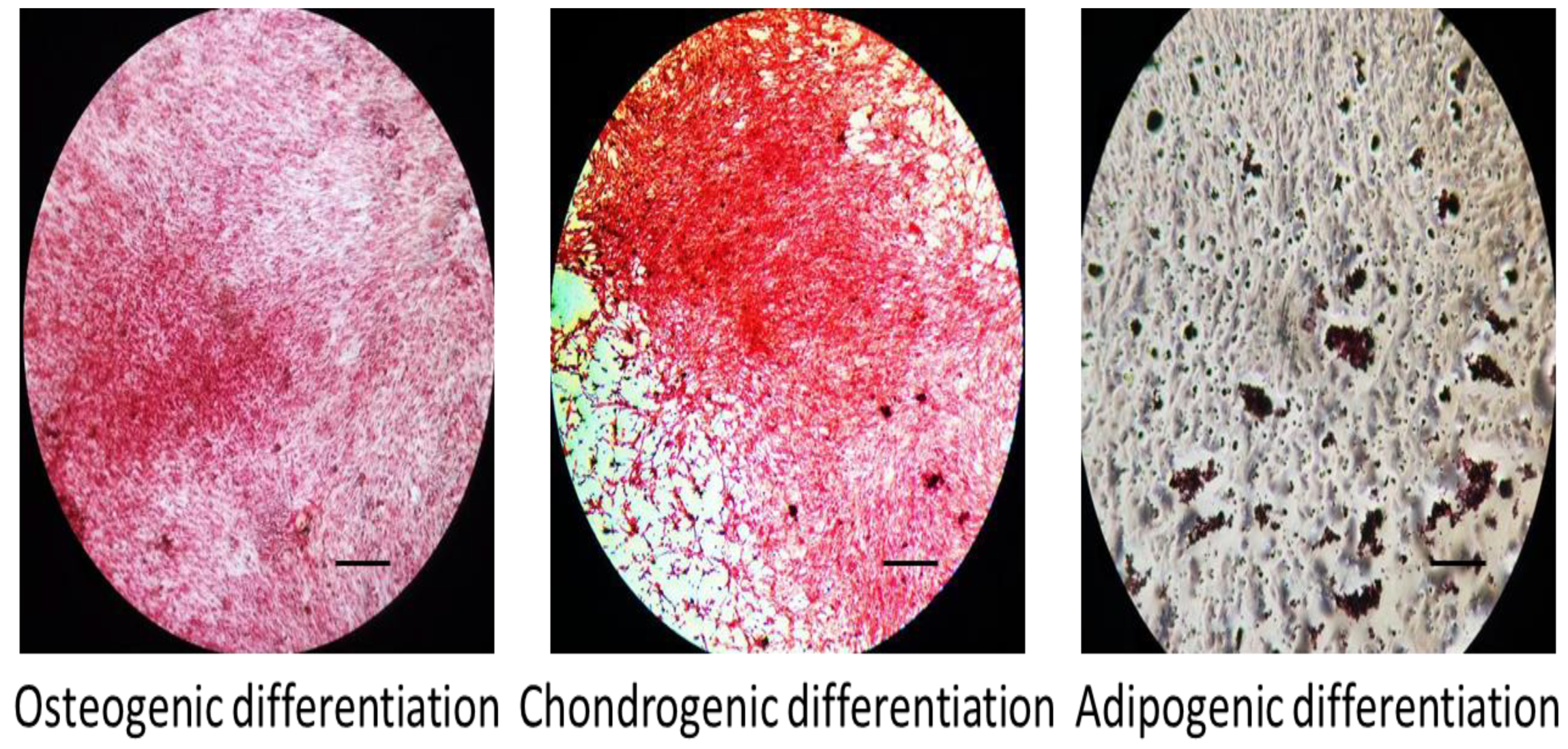 Jcm 08 00836 g002 Jcm 08 00836 g002