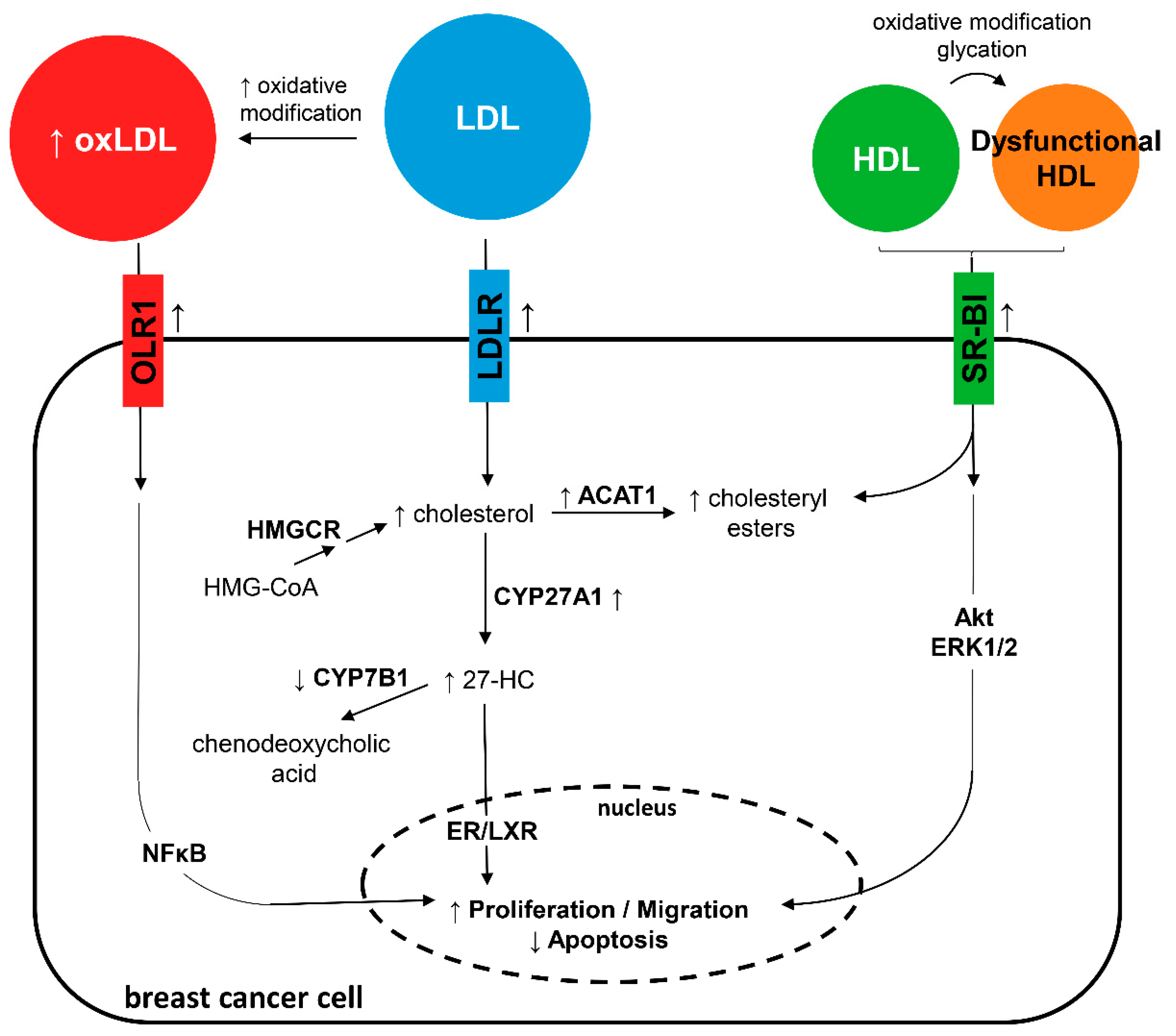 Jcm Free Full Text Hdl And Ldl Potential New Players In Breast Cancer Development Html