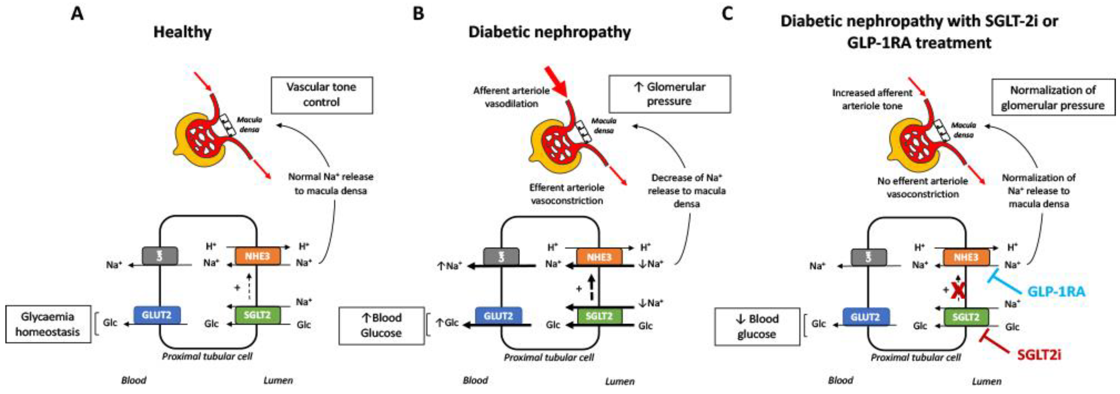Jcm Free Full Text The New Era For Reno Cardiovascular
