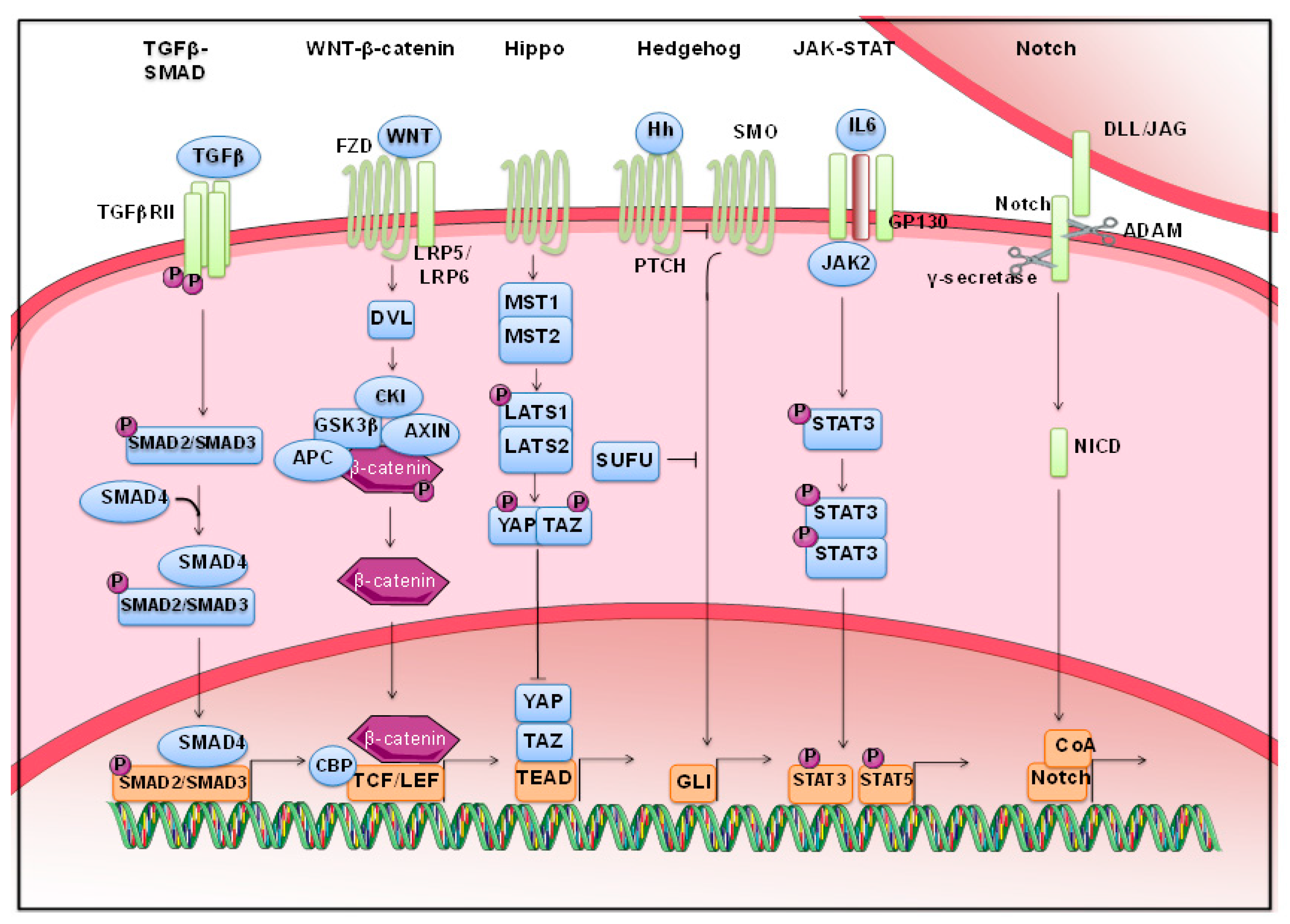 Jcm 08 00912 g002 Jcm 08 00912 g002