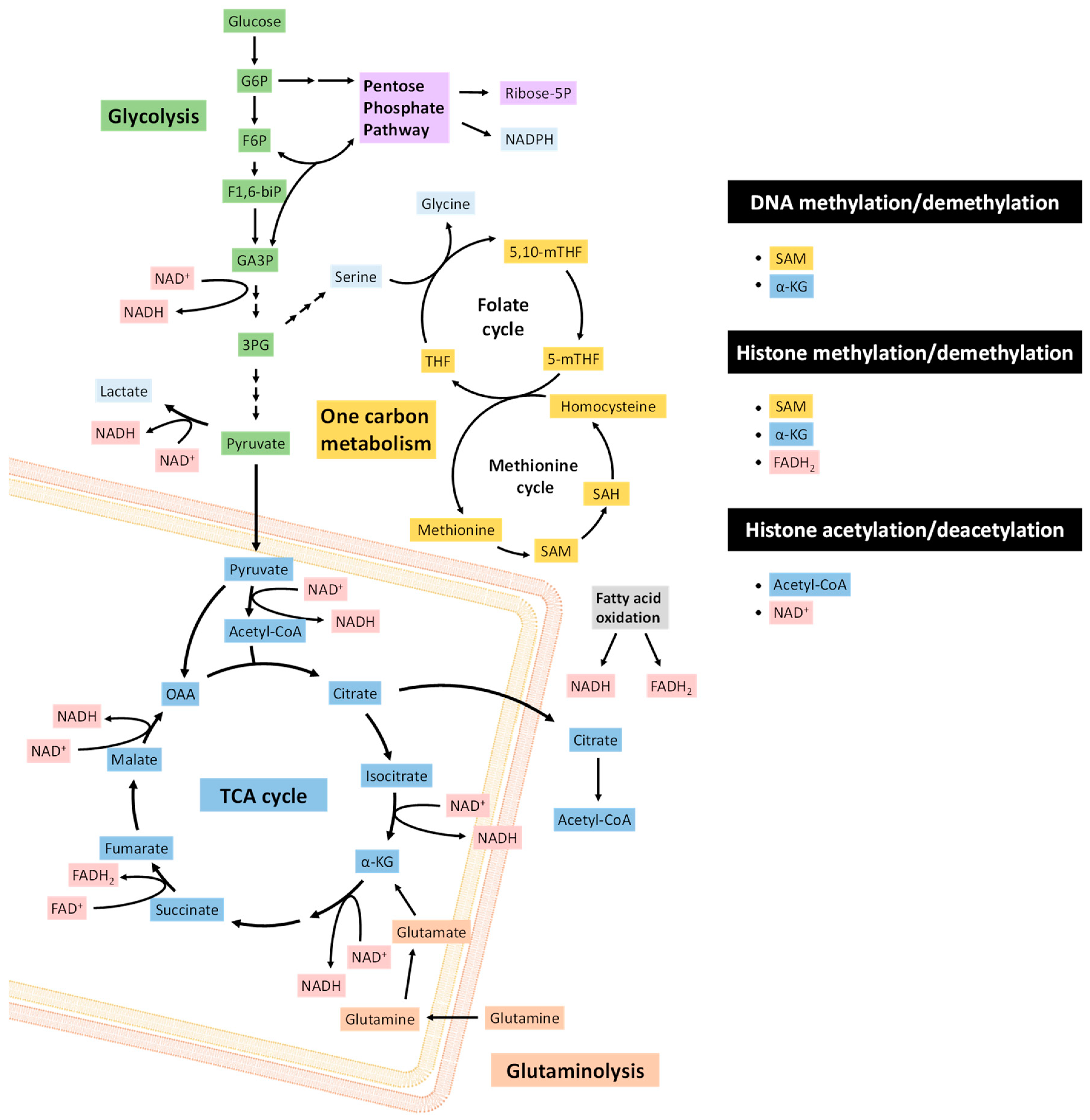 Jcm 08 00967 g001 Jcm 08 00967 g001