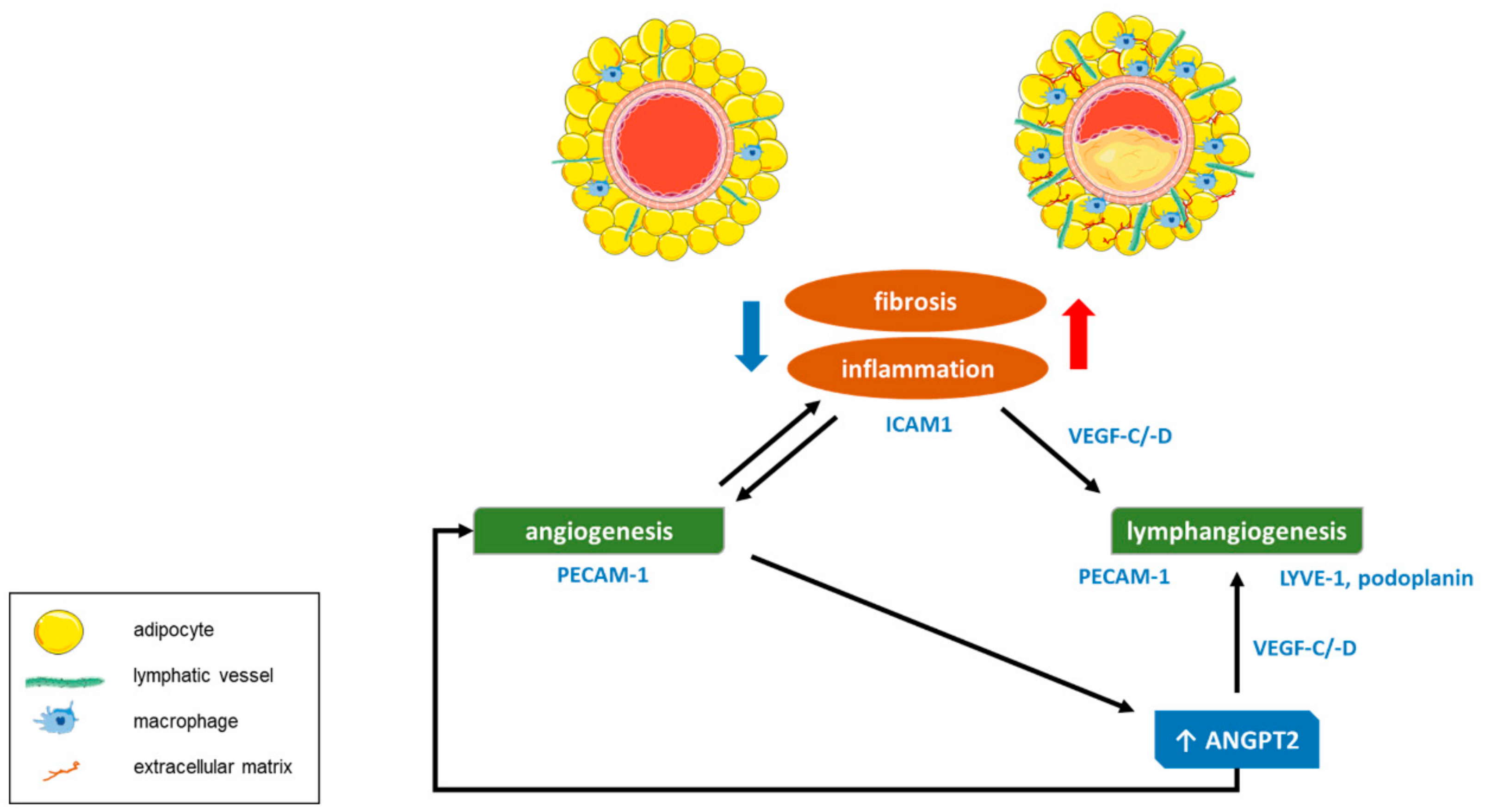 Jcm 08 01000 g007 Jcm 08 01000 g007
