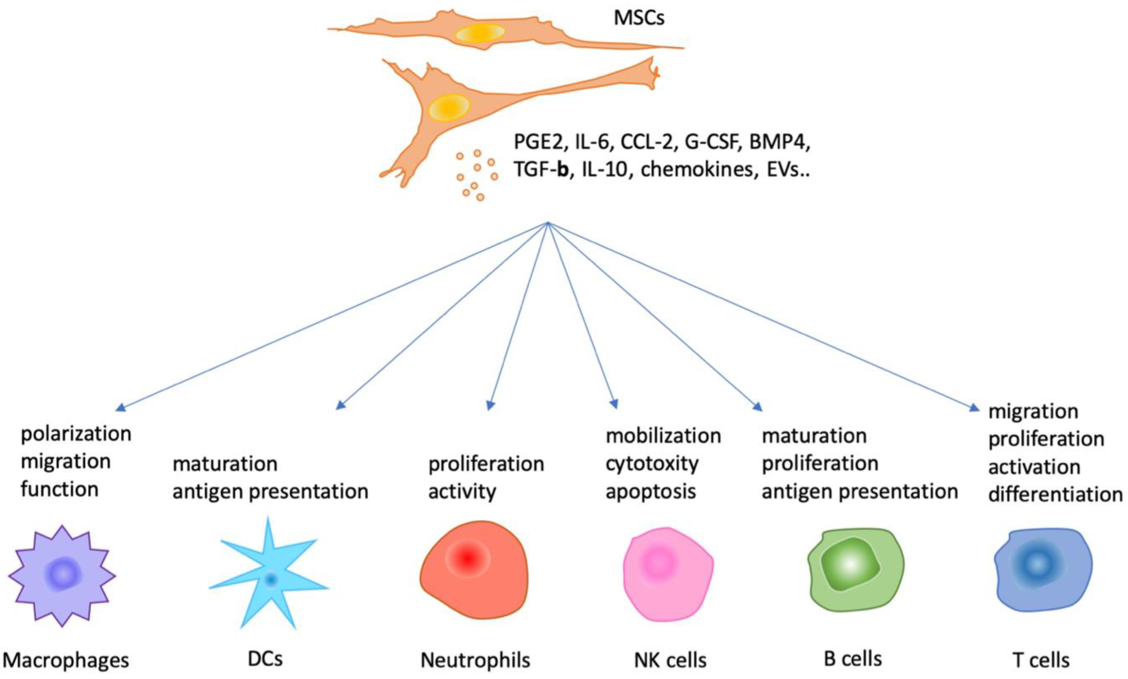 Mesenchymal stem cells: immunobiology and role in immunomodulation