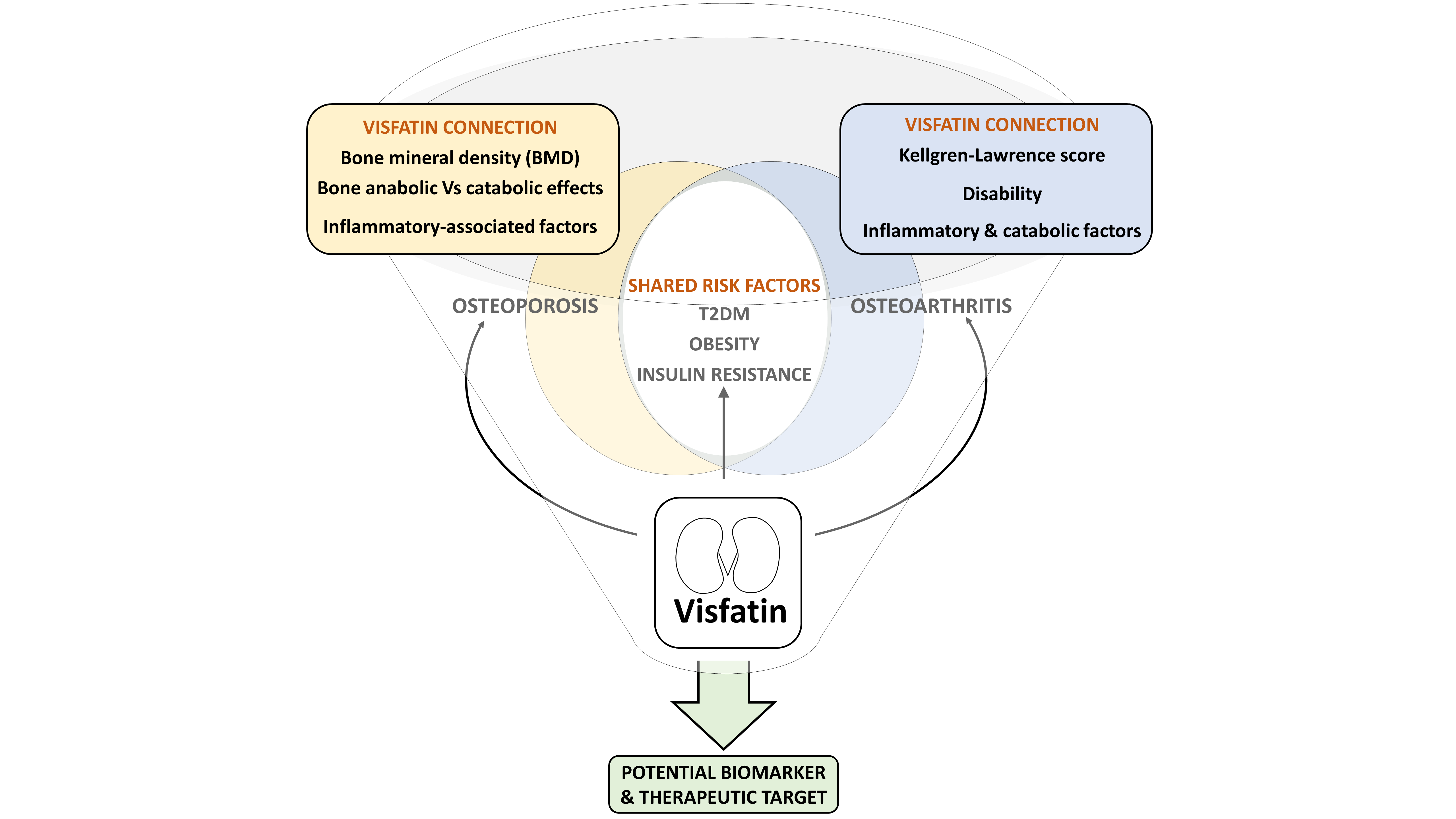 Jcm Free Full Text Visfatin Connection Present And Future In Osteoarthritis And Osteoporosis Html
