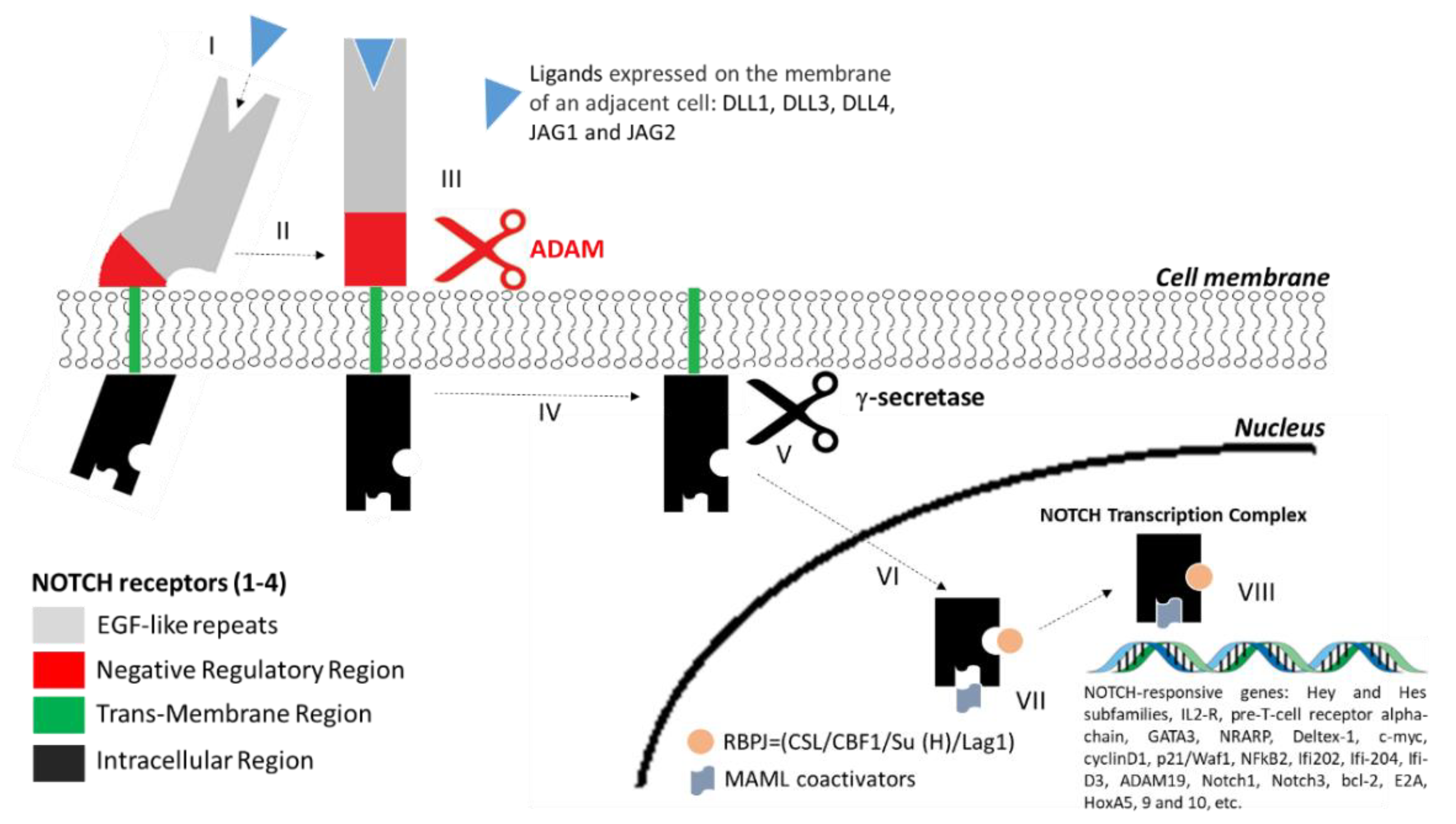 Jcm 08 01277 g002 Jcm 08 01277 g002