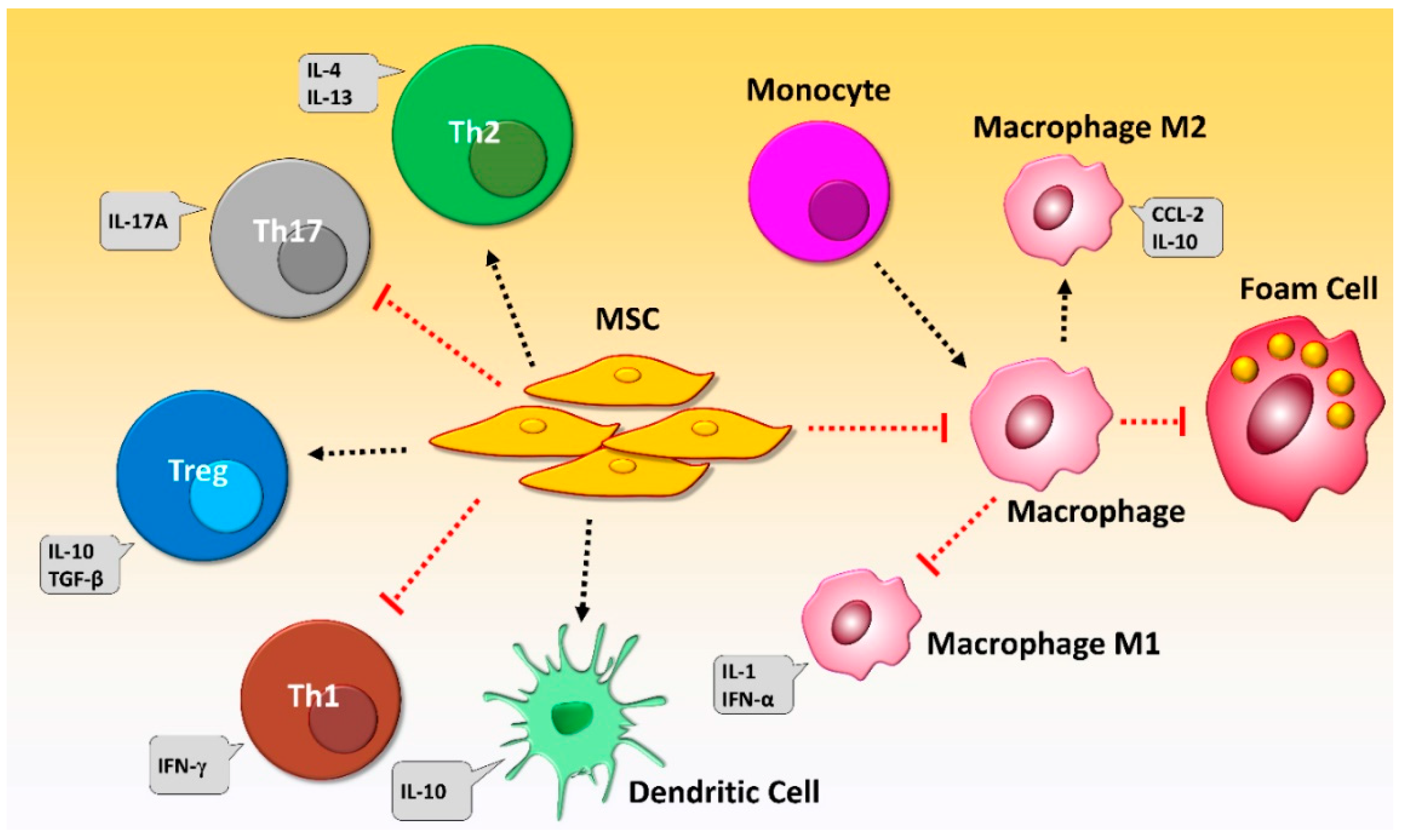 JCM | Free Full-Text | The Role of Mesenchymal Stem Cells in 