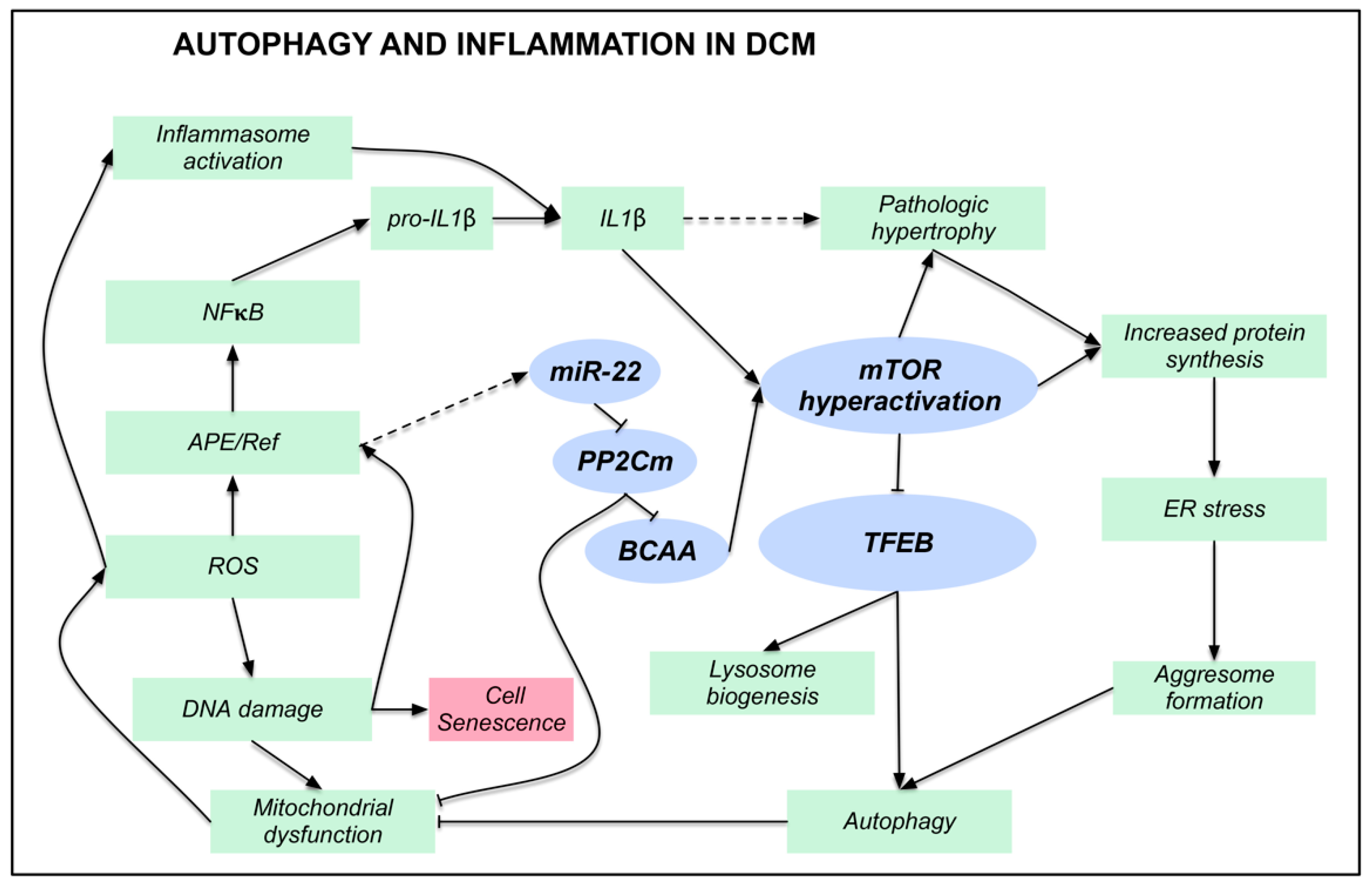 Jcm 08 01519 g007 Jcm 08 01519 g007