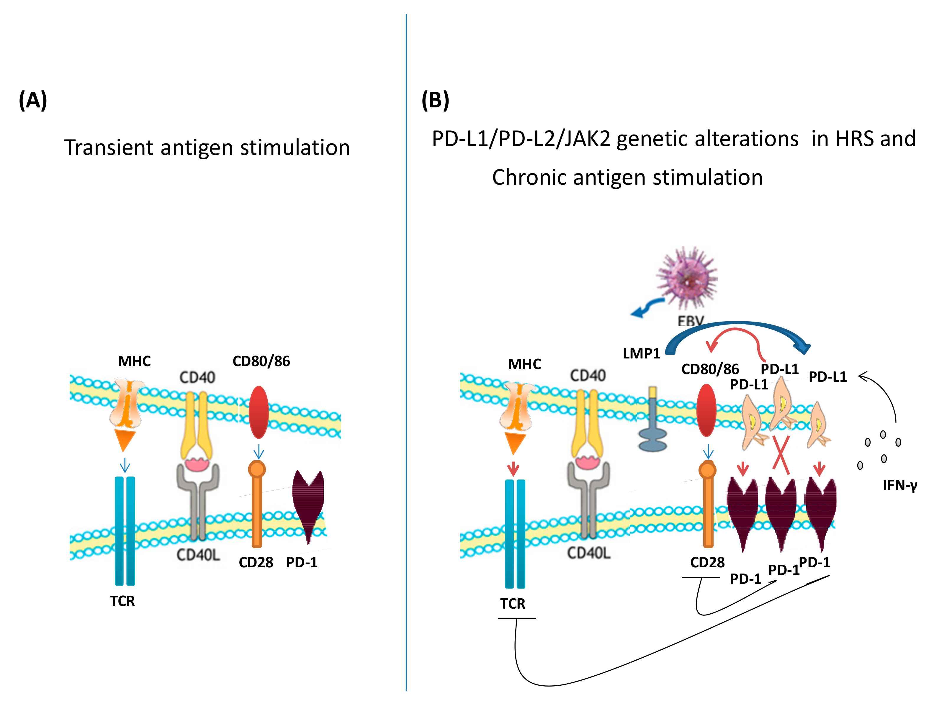 Jcm 08 01596 g002 Jcm 08 01596 g002