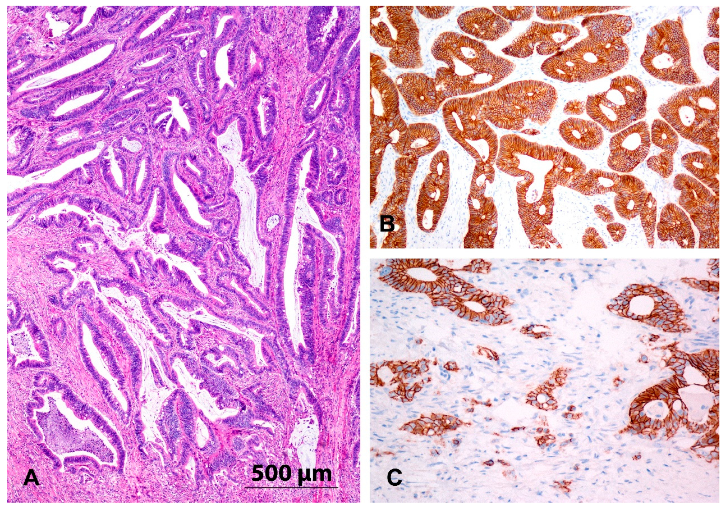 Jcm 08 01603 g002 Jcm 08 01603 g002