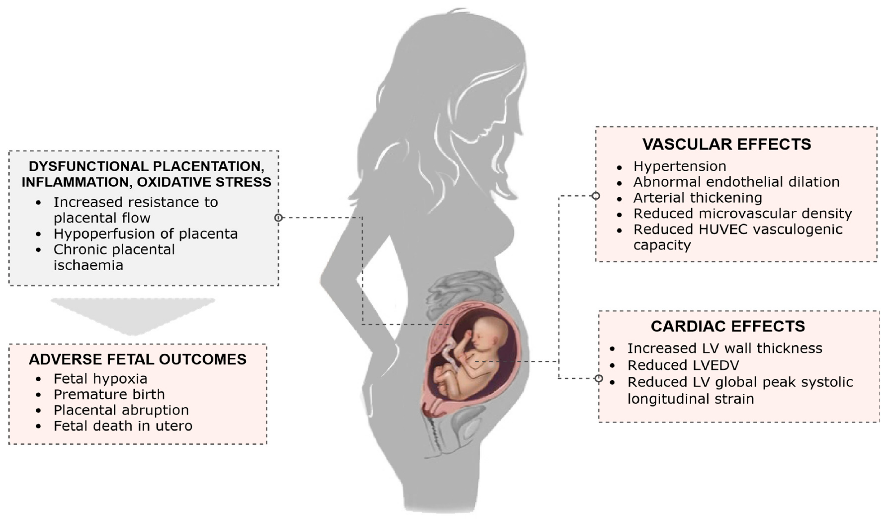 Jcm Free Full Text Preeclampsia Risk Factors Diagnosis