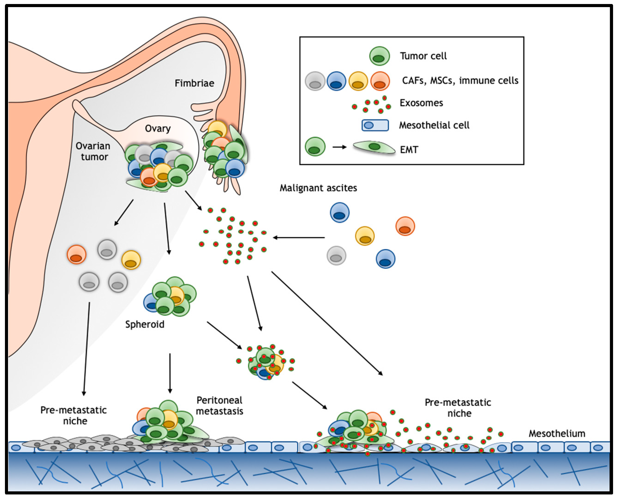 JCM Free FullText Wnt Signaling in Ovarian Cancer Stemness, EMT