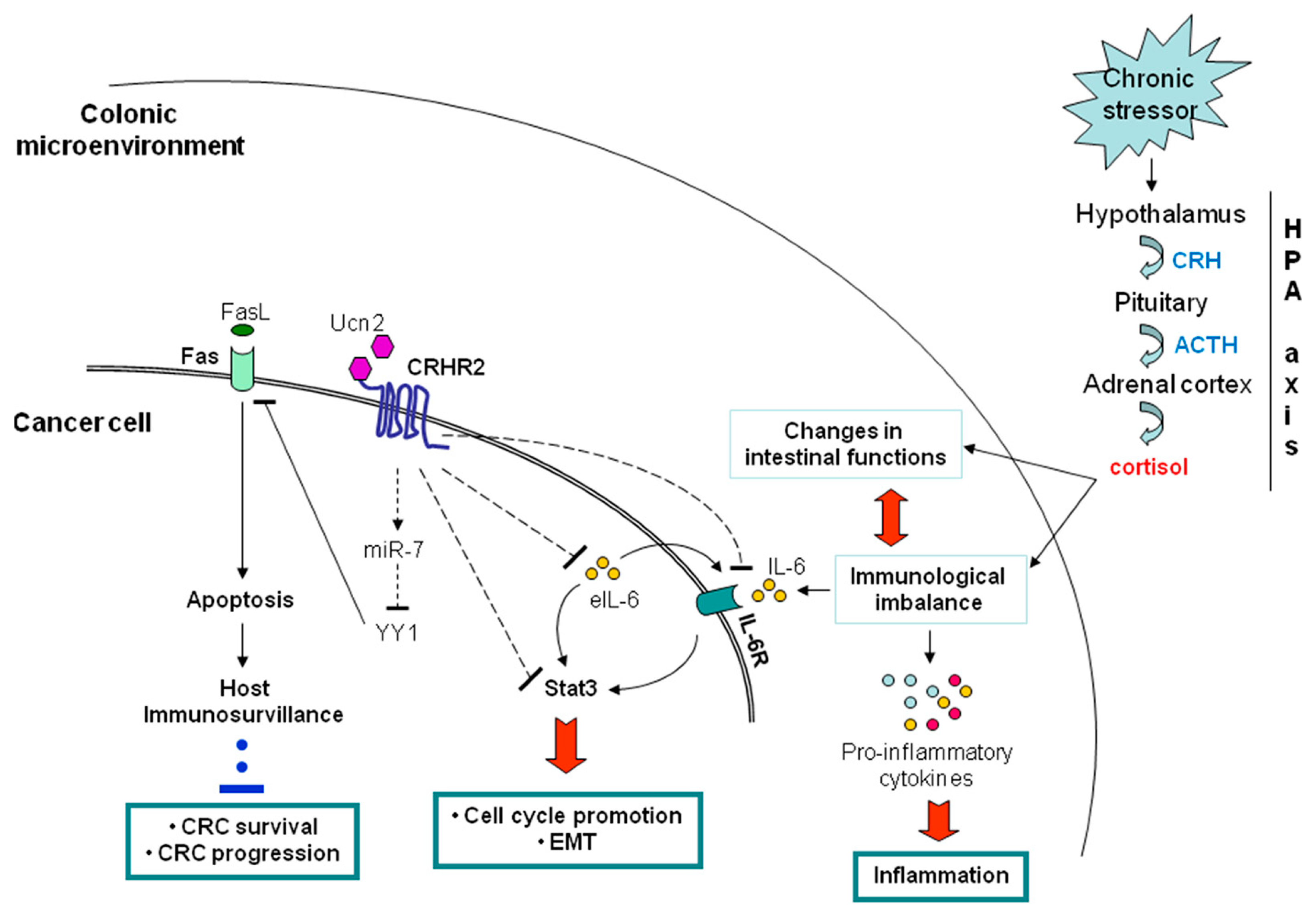 Jcm Free Full Text Chronic Stress Inflammation And Colon Cancer A Crh System Driven Molecular Crosstalk Html
