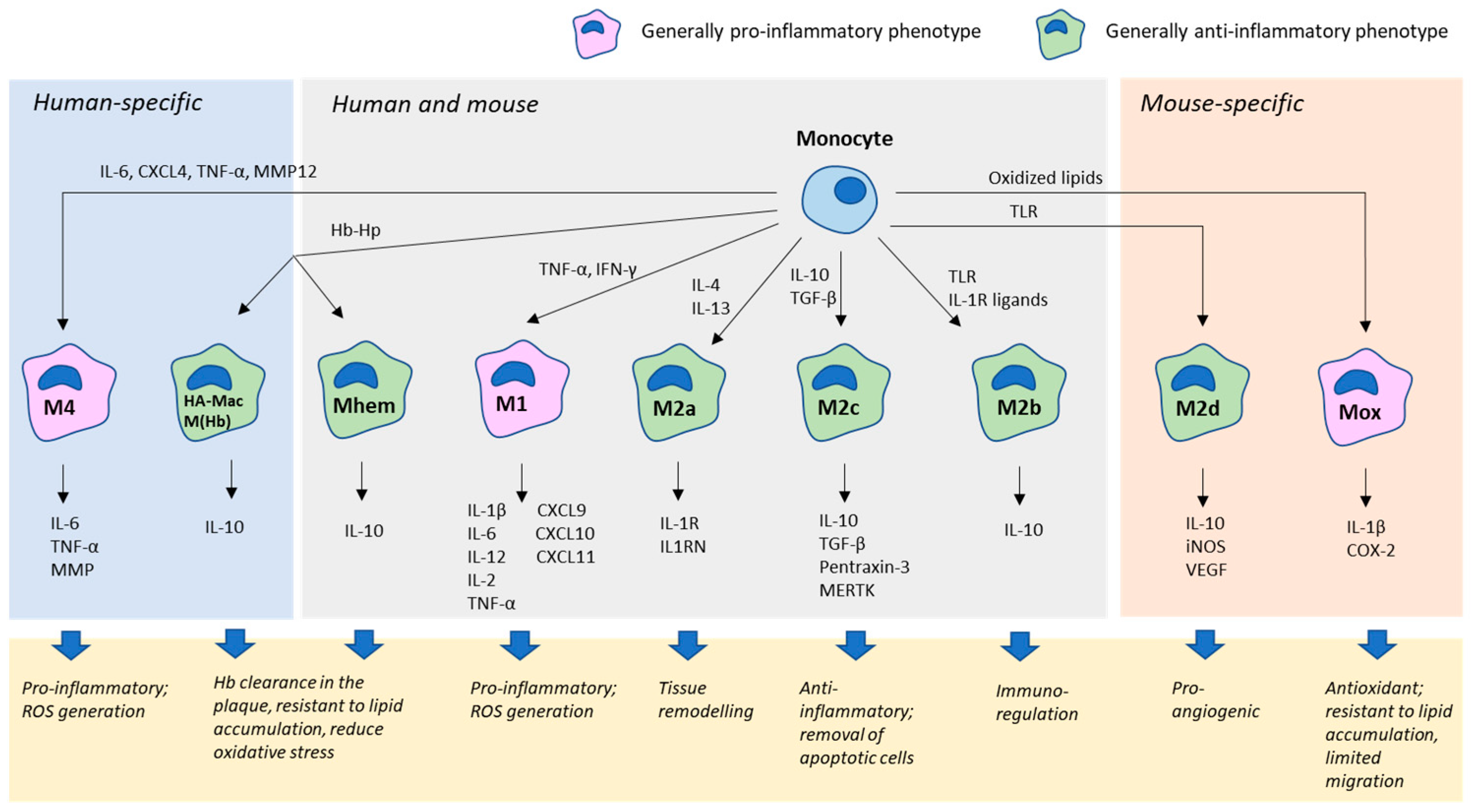 Jcm 08 01798 g001 Jcm 08 01798 g001