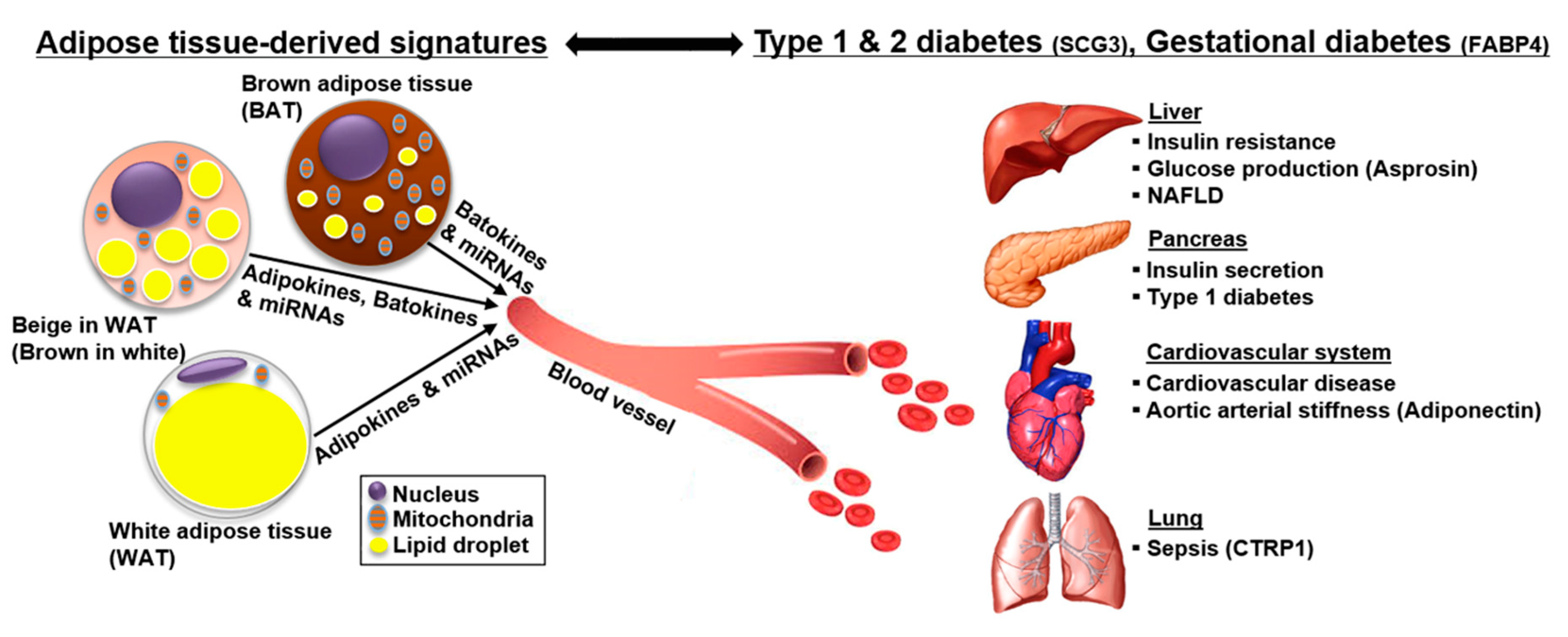 Jcm Free Full Text The Latest Insights Into Adipokines In Diabetes Html