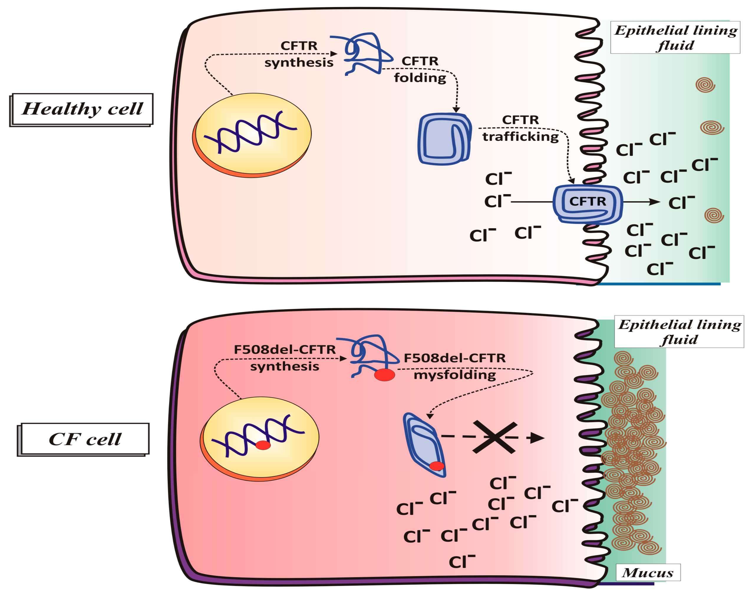 JCM Free FullText An Intriguing Involvement of Mitochondria in