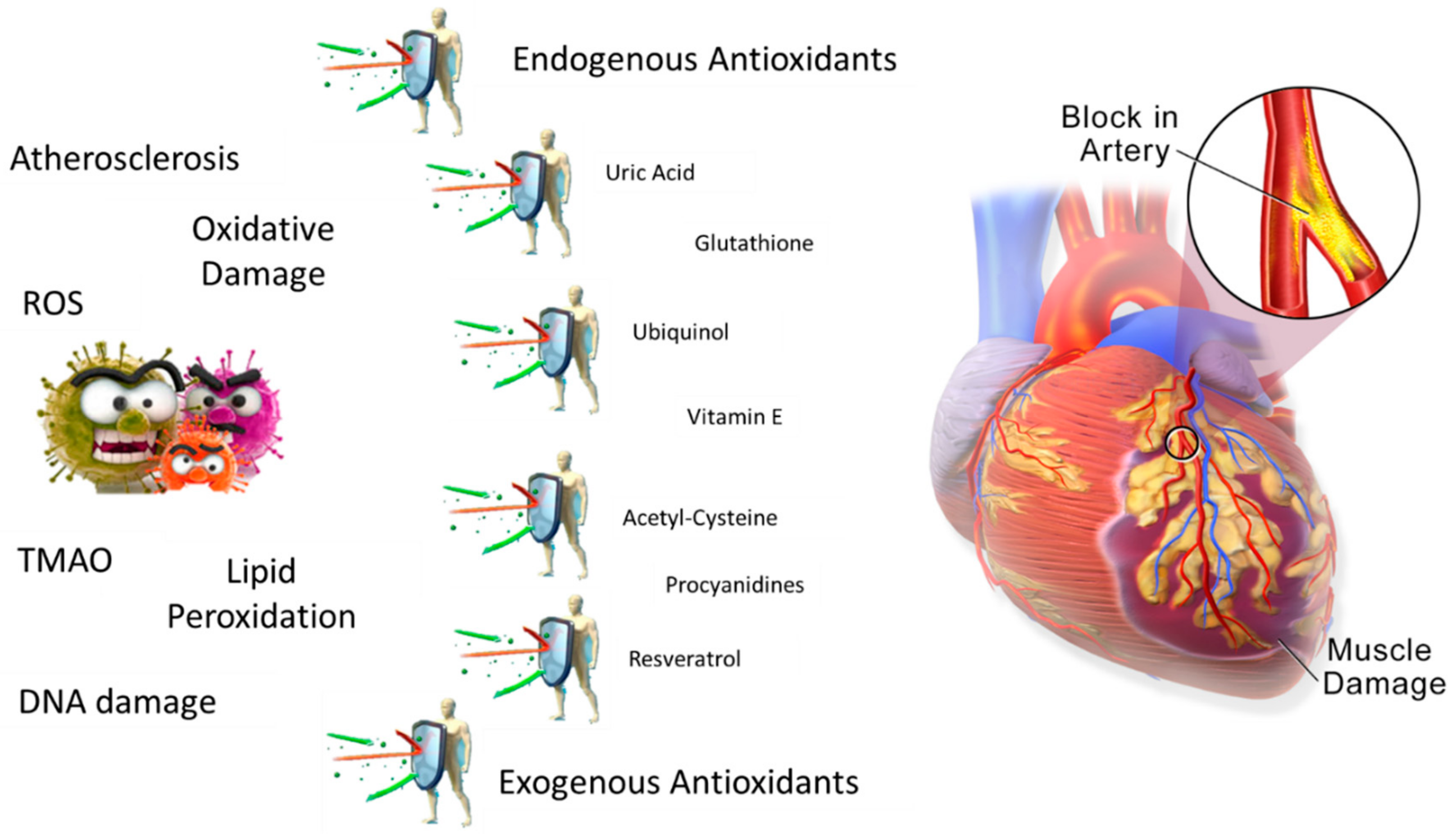 Molecular Scavengers, Oxidative Stress and Cardiovascular Disease