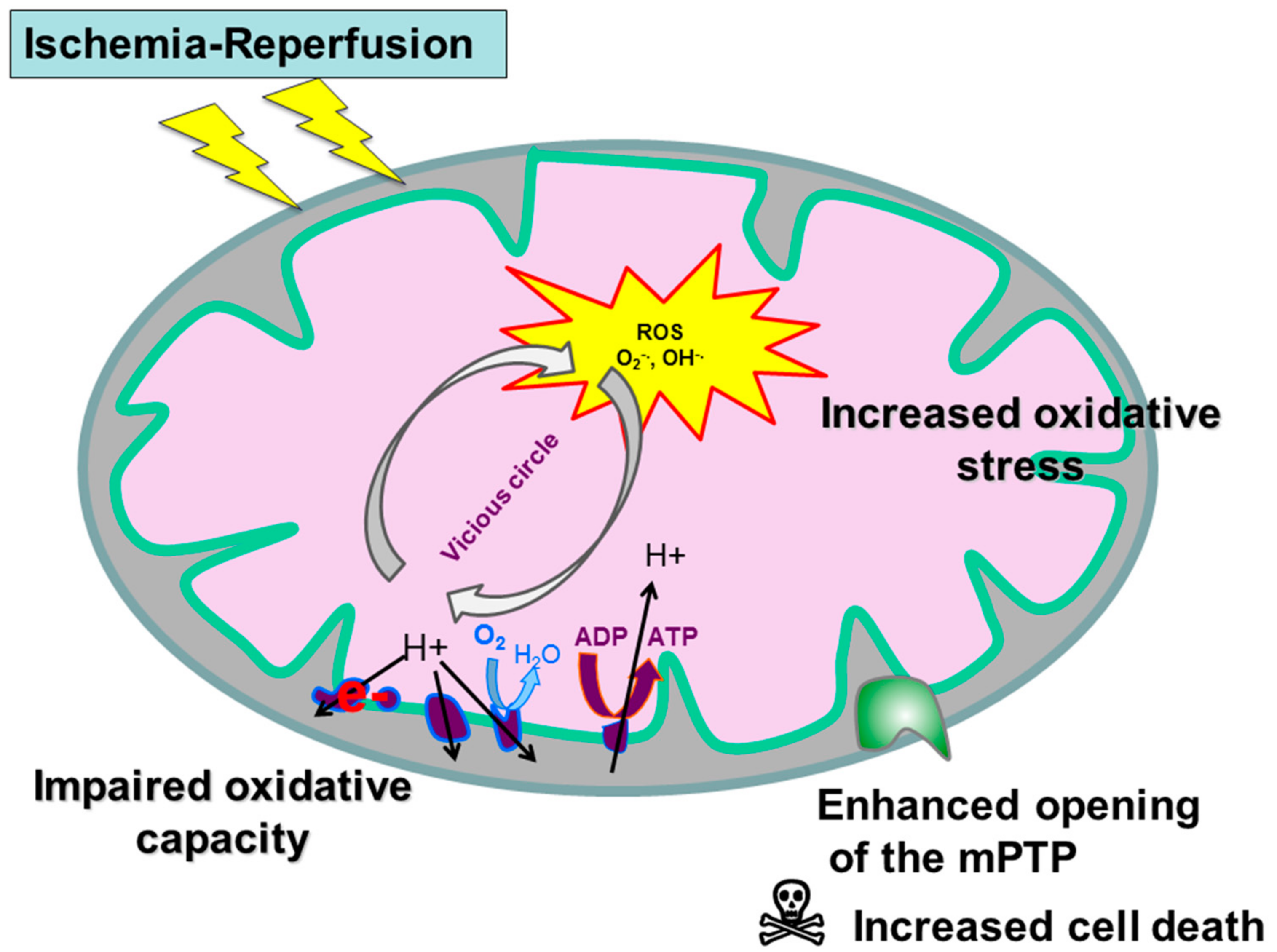 JCM | Free Full-Text | The Rise of Mitochondria in Peripheral Arterial