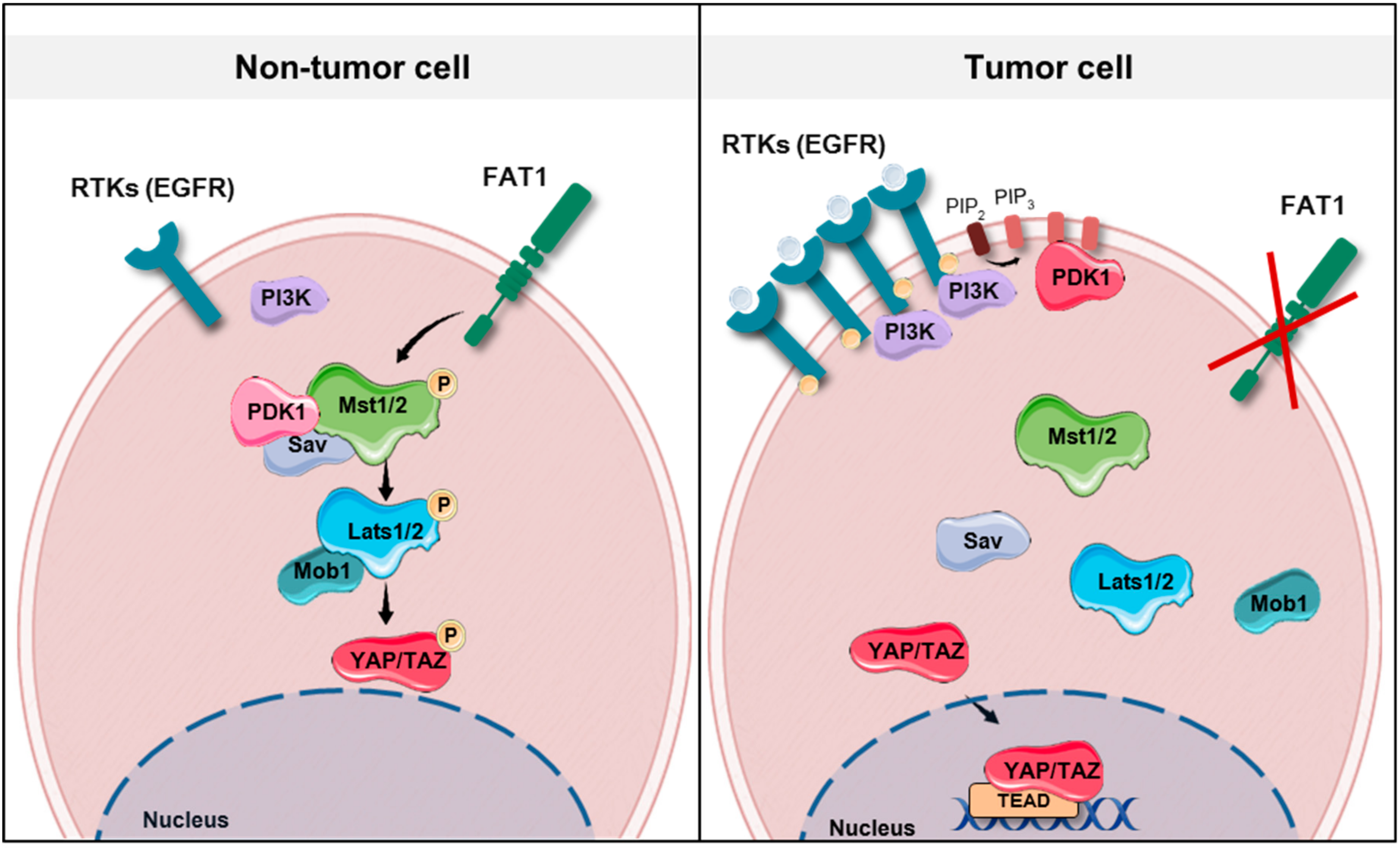 Jcm 08 02131 g002 Jcm 08 02131 g002