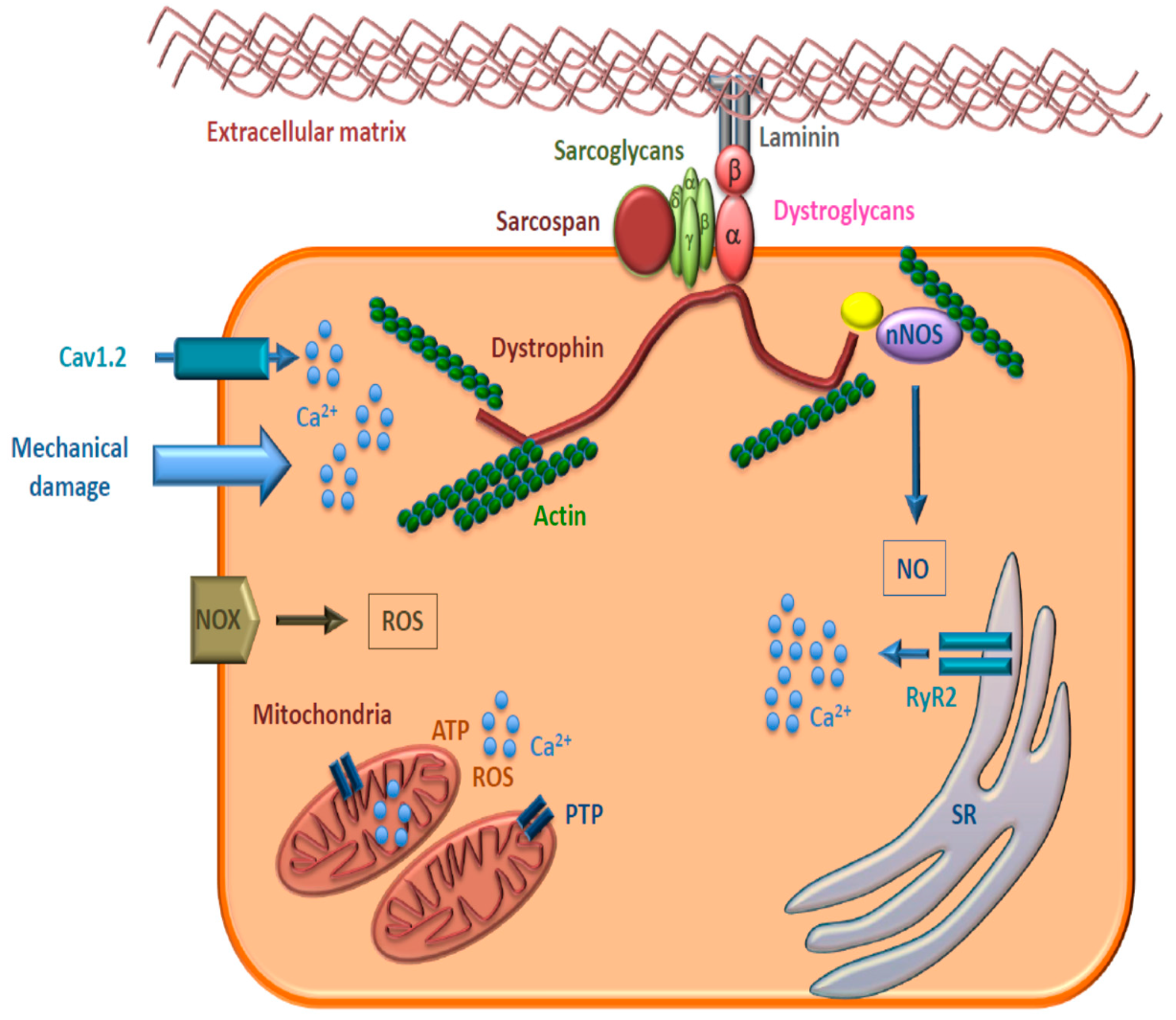 JCM Free FullText Metabolic Alterations in Cardiomyocytes of
