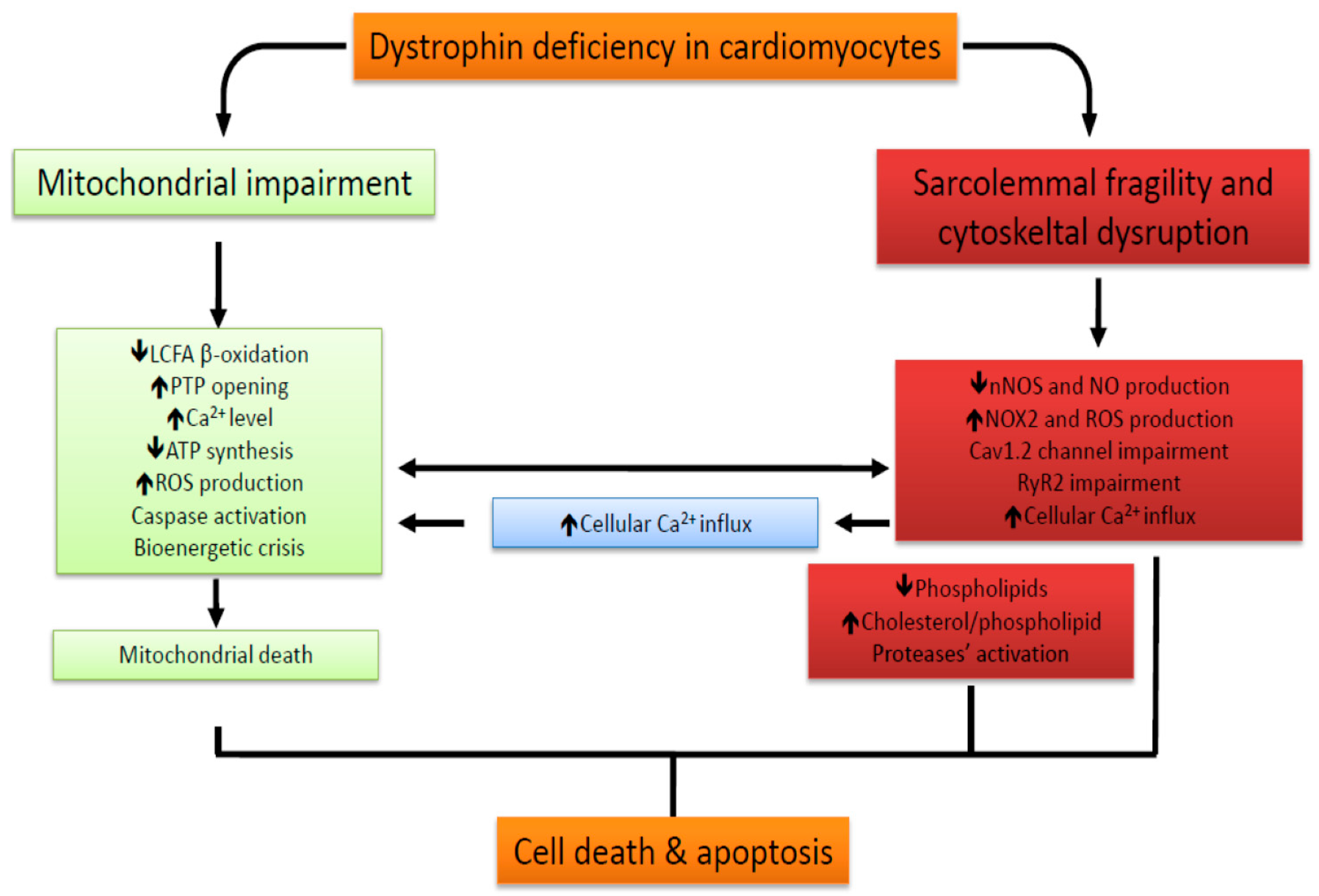 JCM Free FullText Metabolic Alterations in Cardiomyocytes of