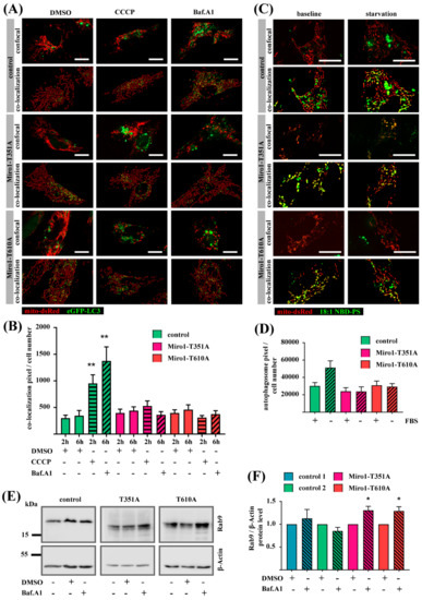 Variants in Miro1 Cause Alterations of ER-Mitochondria Contact Sites in ...