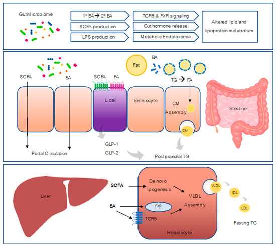 The Role of the Gut Microbiota in Lipid and Lipoprotein