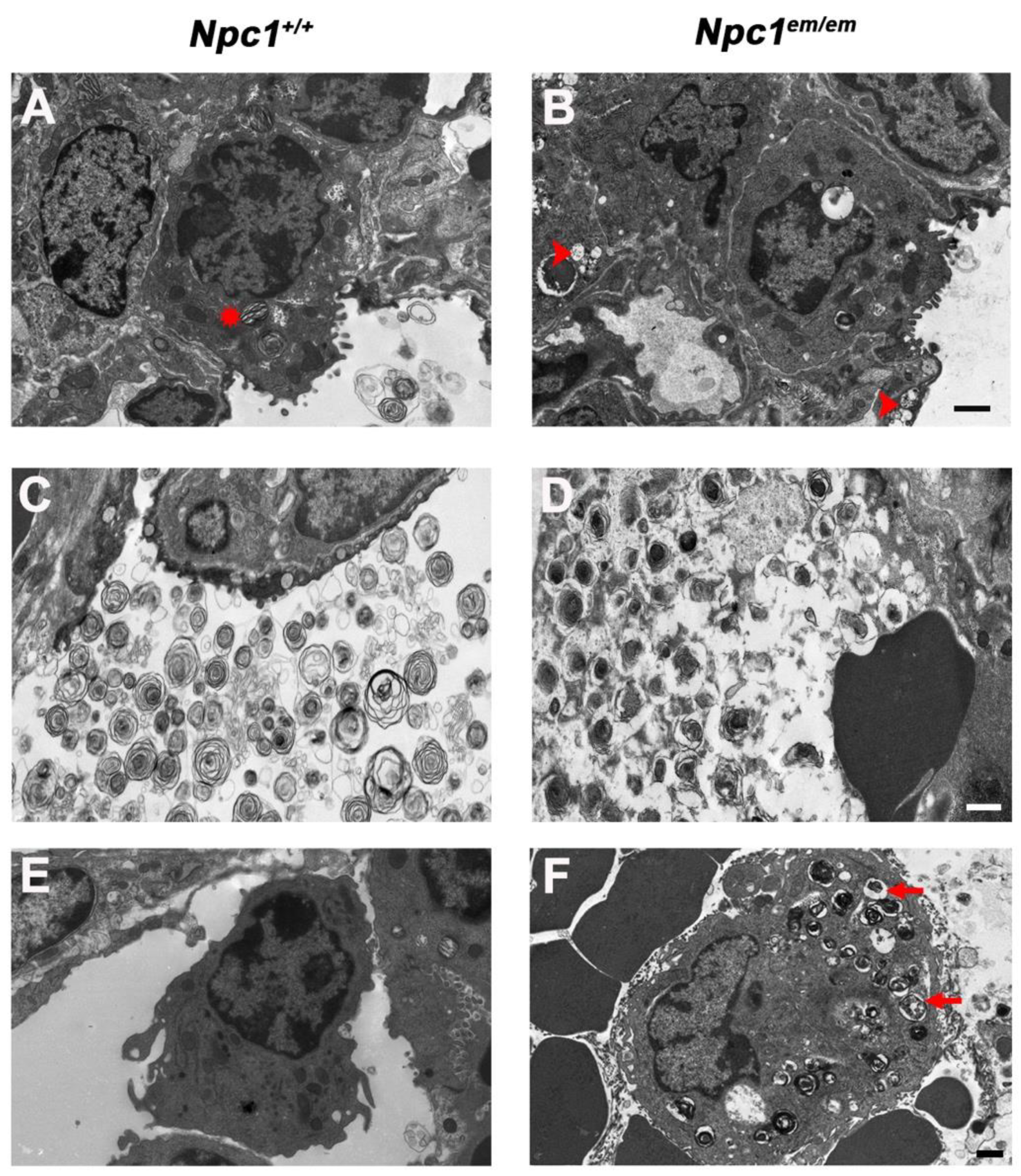 Jcm 09 00012 g002 Jcm 09 00012 g002