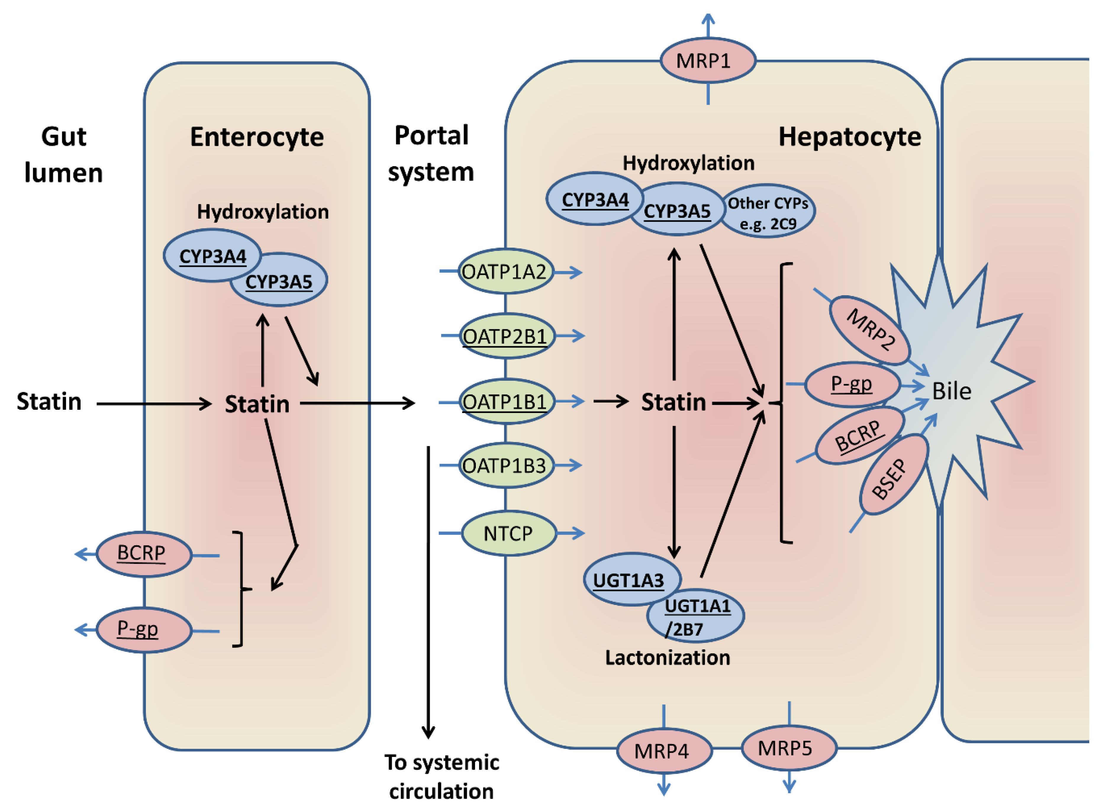 Jcm Free Full Text Statin Related Myotoxicity A