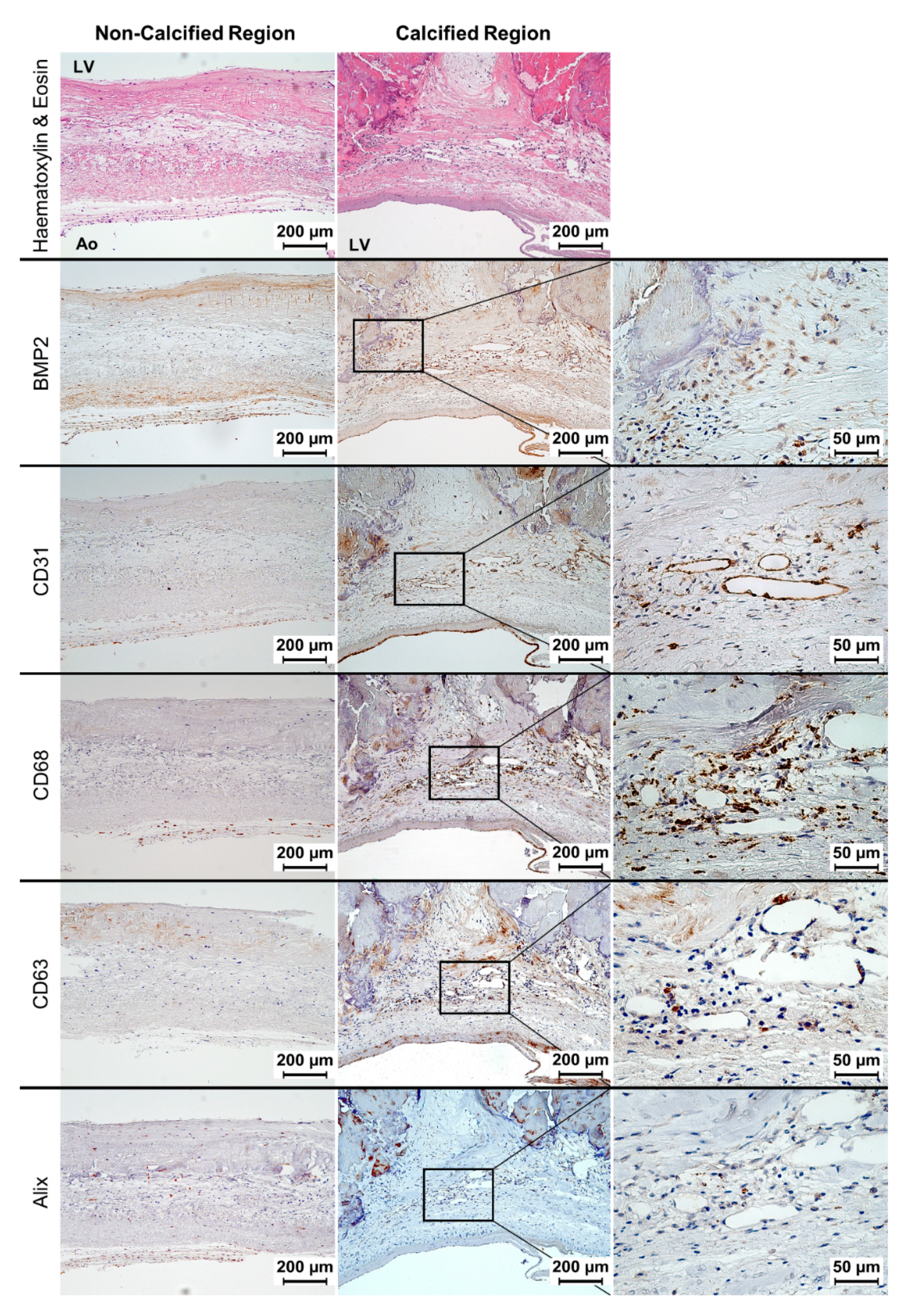 Jcm 09 00029 g003 Jcm 09 00029 g003