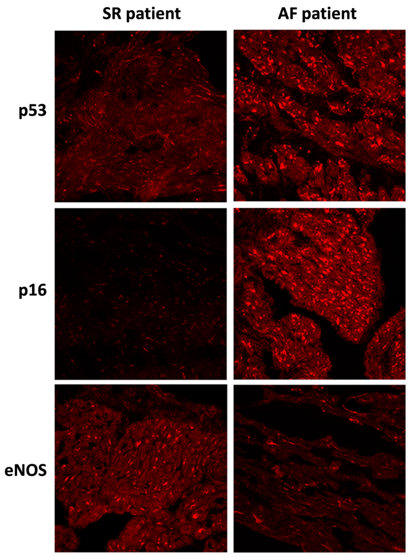 Jcm 09 00036 g002 Jcm 09 00036 g002