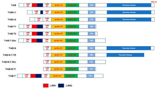 Jcm Free Full Text Regulation Of nf Trkb Signaling And Potential Therapeutic Strategies For Parkinson S Disease Html Jcm Free Full Text Regulation Of nf Trkb Signaling And Potential Therapeutic Strategies For Parkinson S Disease Html
