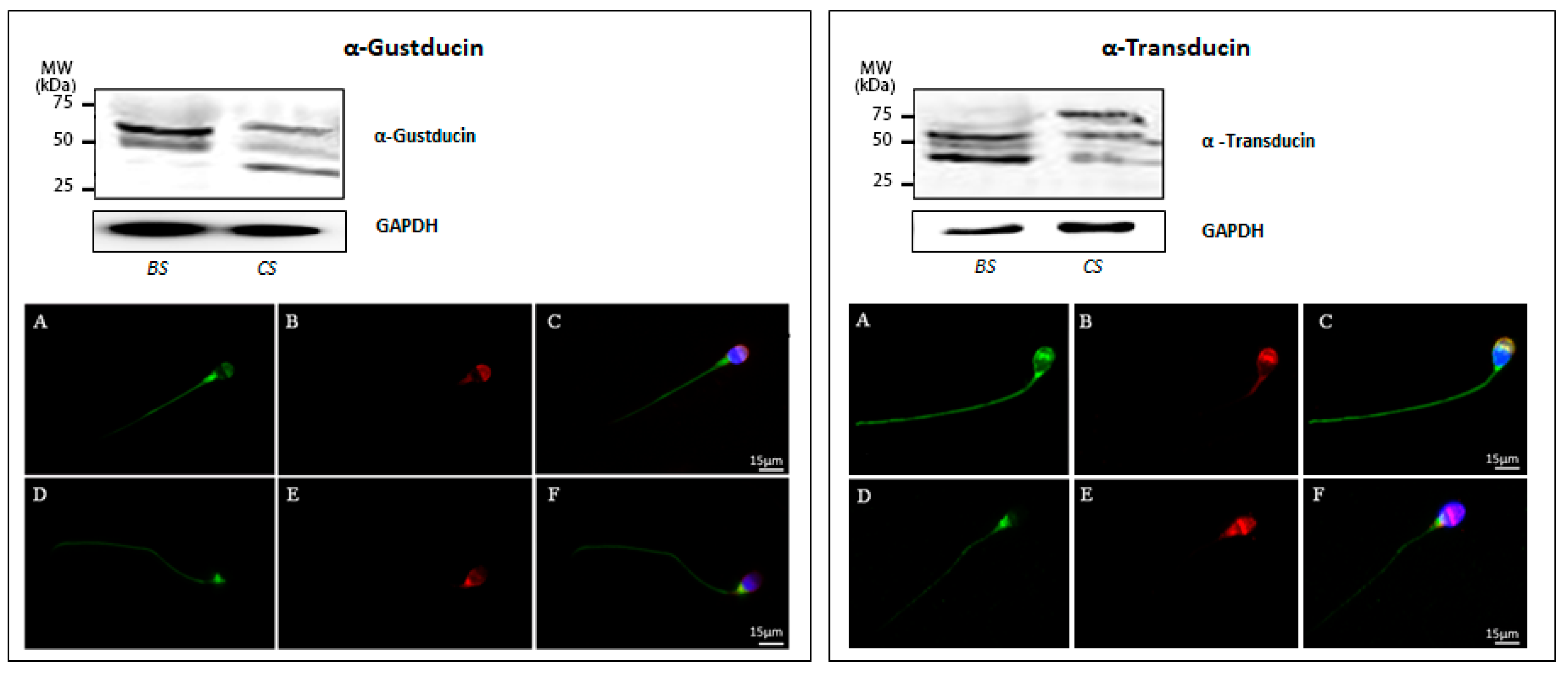 Jcm 09 00264 g006 Jcm 09 00264 g006