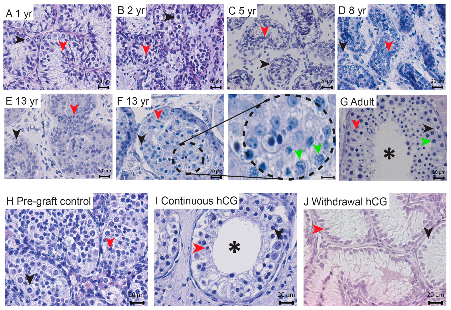 Jcm 09 00266 g002 Jcm 09 00266 g002