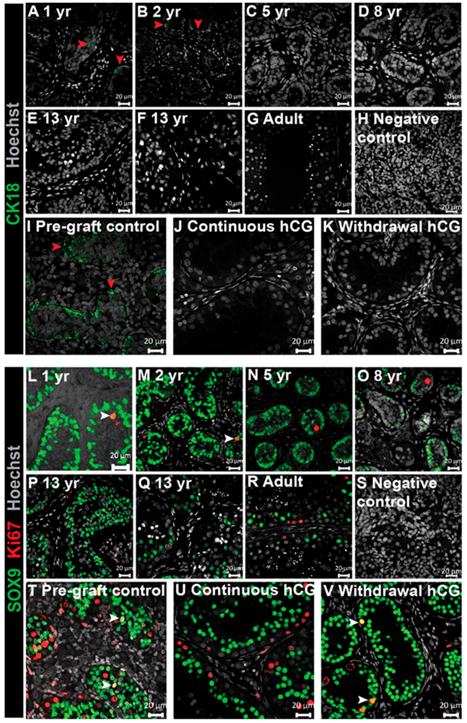 Jcm 09 00266 g004 Jcm 09 00266 g004