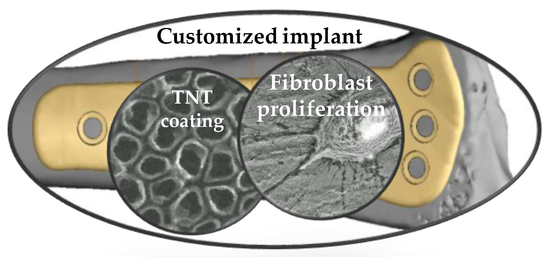 JCM Free FullText Comprehensive Evaluation of the Biological Properties of SurfaceModified
