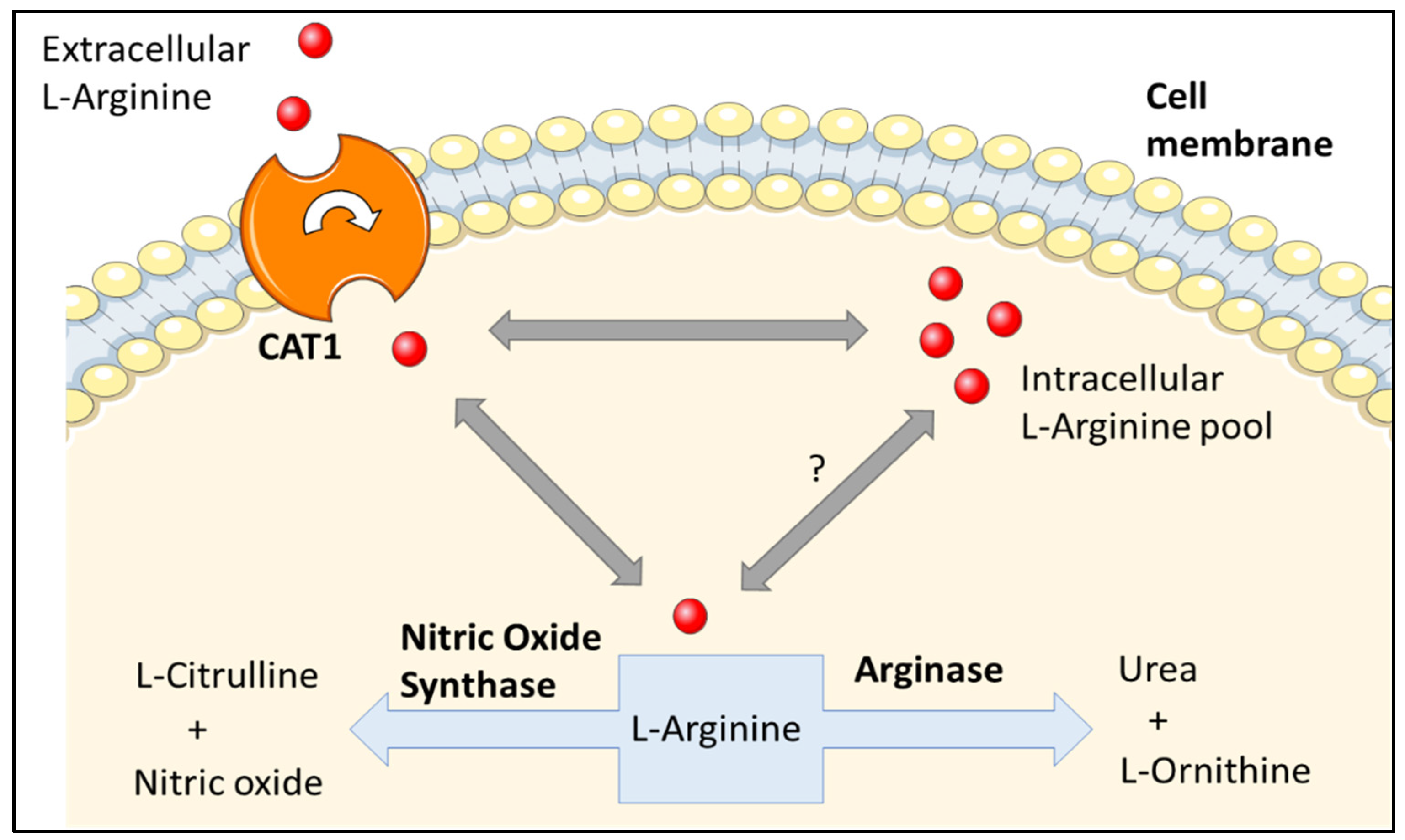 JCM Free FullText Is the Arginase Pathway a Novel Therapeutic