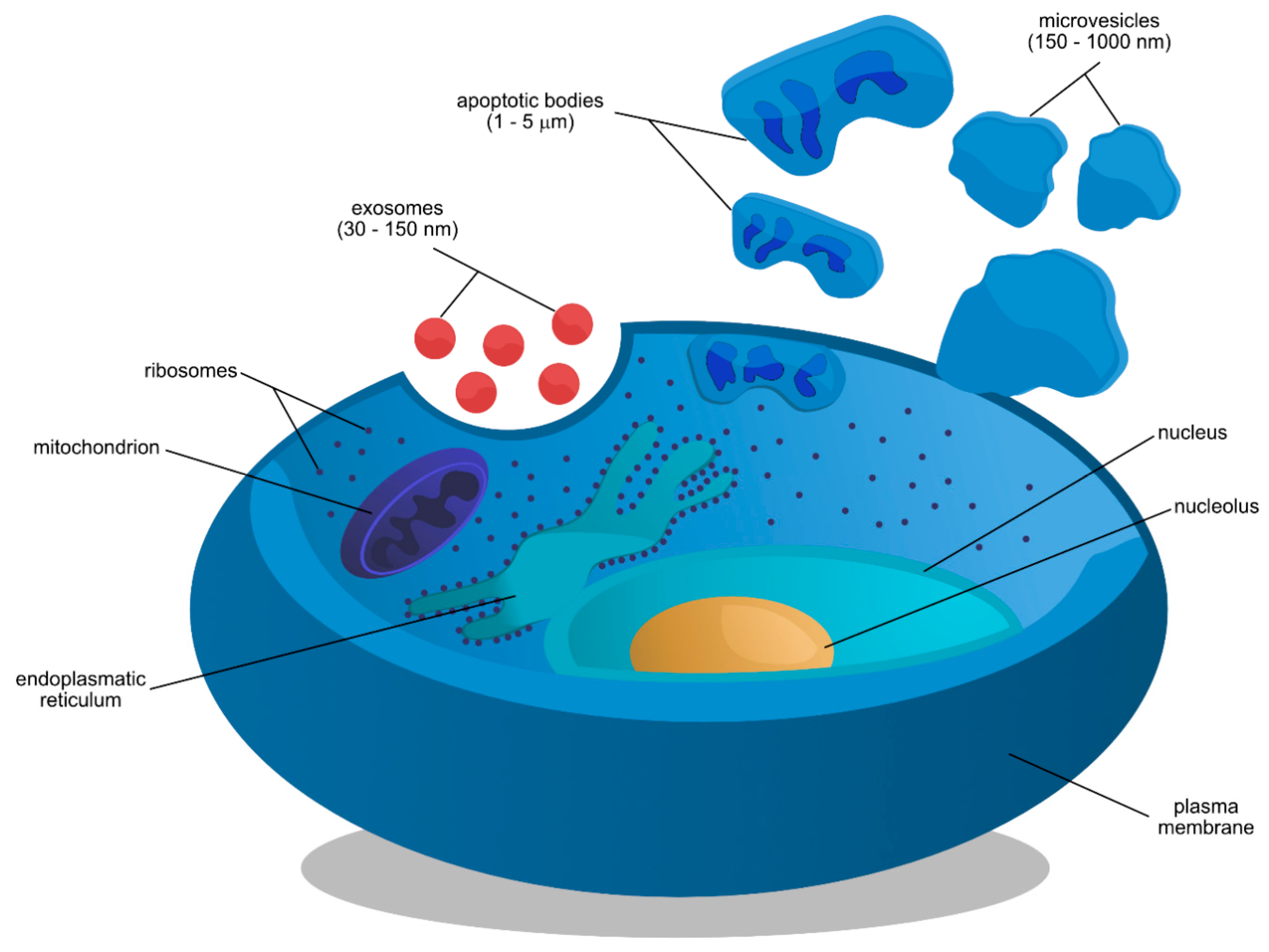 JCM | Free Full-Text | Inclusion Biogenesis, Methods of Isolation and Clinical Application of Human Cellular Exosomes JCM | Free Full-Text | Inclusion Biogenesis, Methods of Isolation and Clinical Application of Human Cellular Exosomes