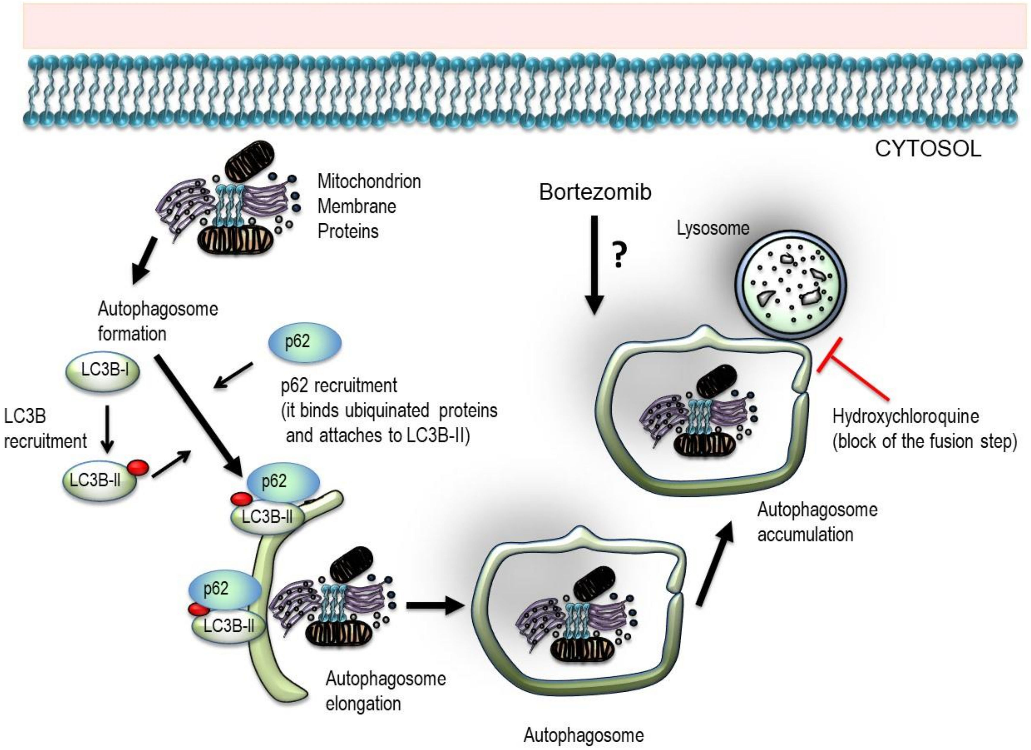 Jcm 09 00552 g001 Jcm 09 00552 g001