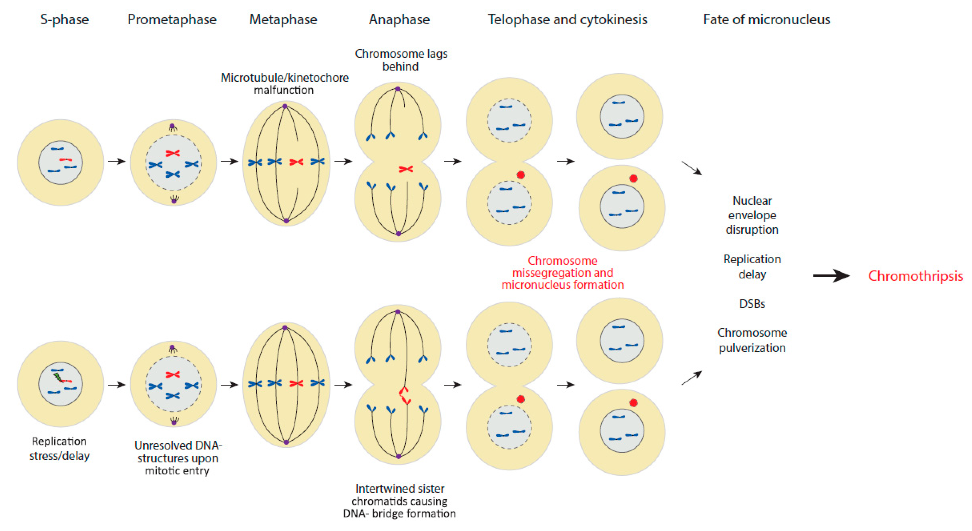 Мейоз анафаза 2 набор хромосом. Мейоз микронуклеусов. Деление клетки Мем. Микронуклеус деление. Микронуклеус диплоидный.