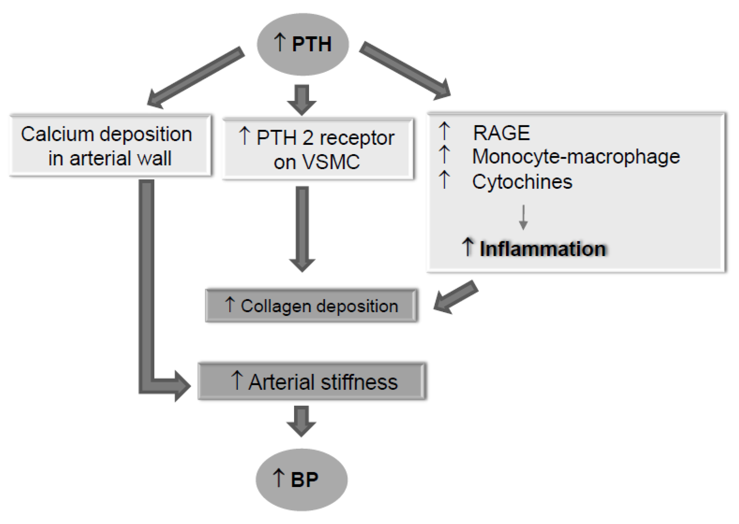 JCM Free Full Text Secondary Hyperparathyroidism And Hypertension jcm-free-full-text-secondary-hyperparathyroidism-and-hypertension
