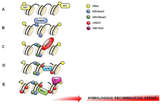 UBR2 mediates transcriptional silencing during spermatogenesis via histone  ubiquitination